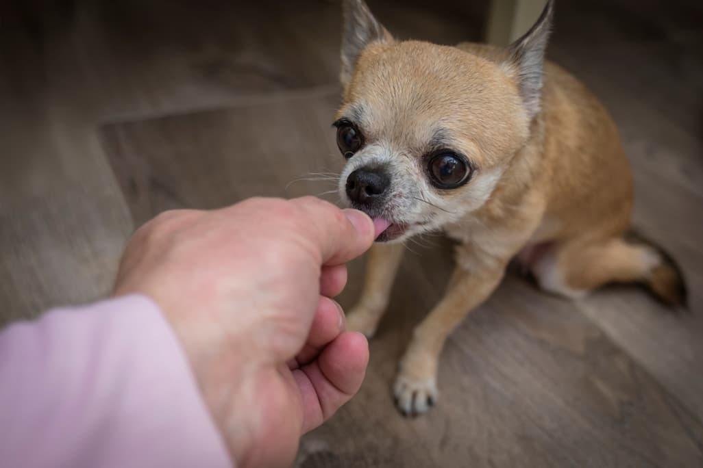Senior Dog Vitamins: 8 Important Nutrients for Aging Pups 