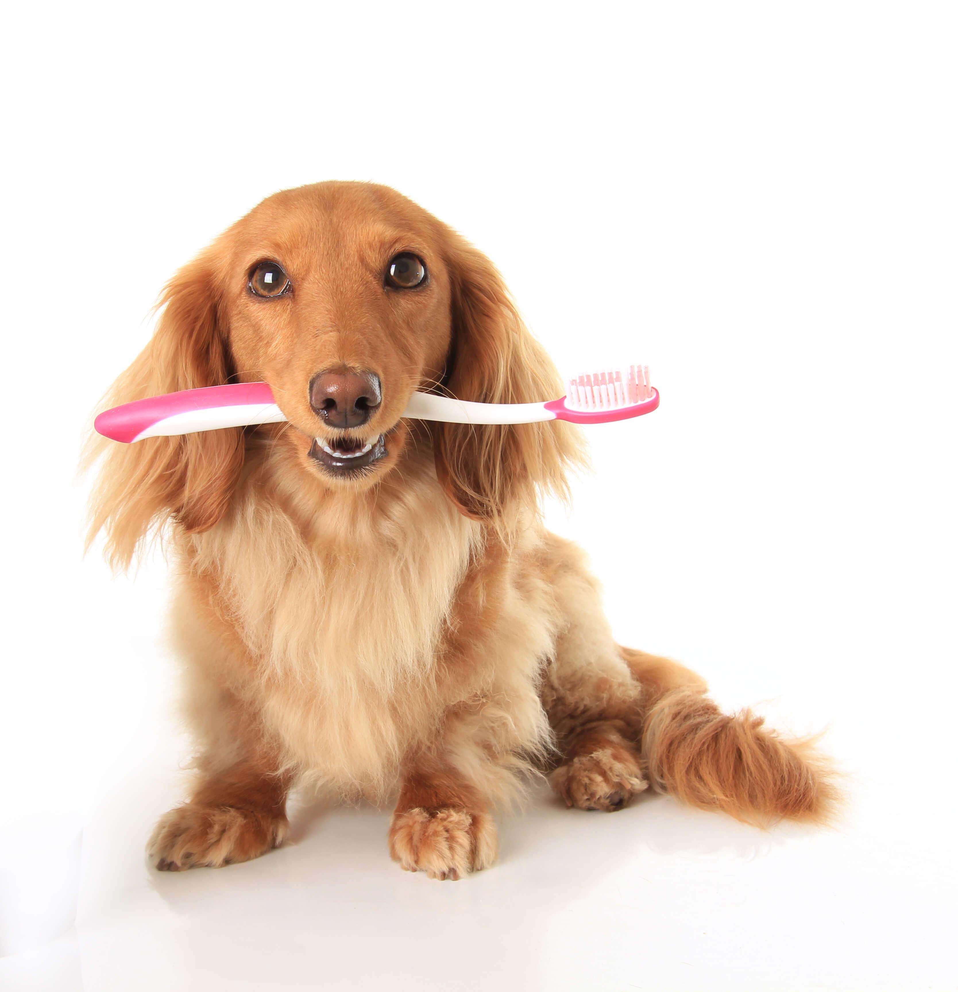 How to Choose a Dog Toothbrush: Types & What to Look For