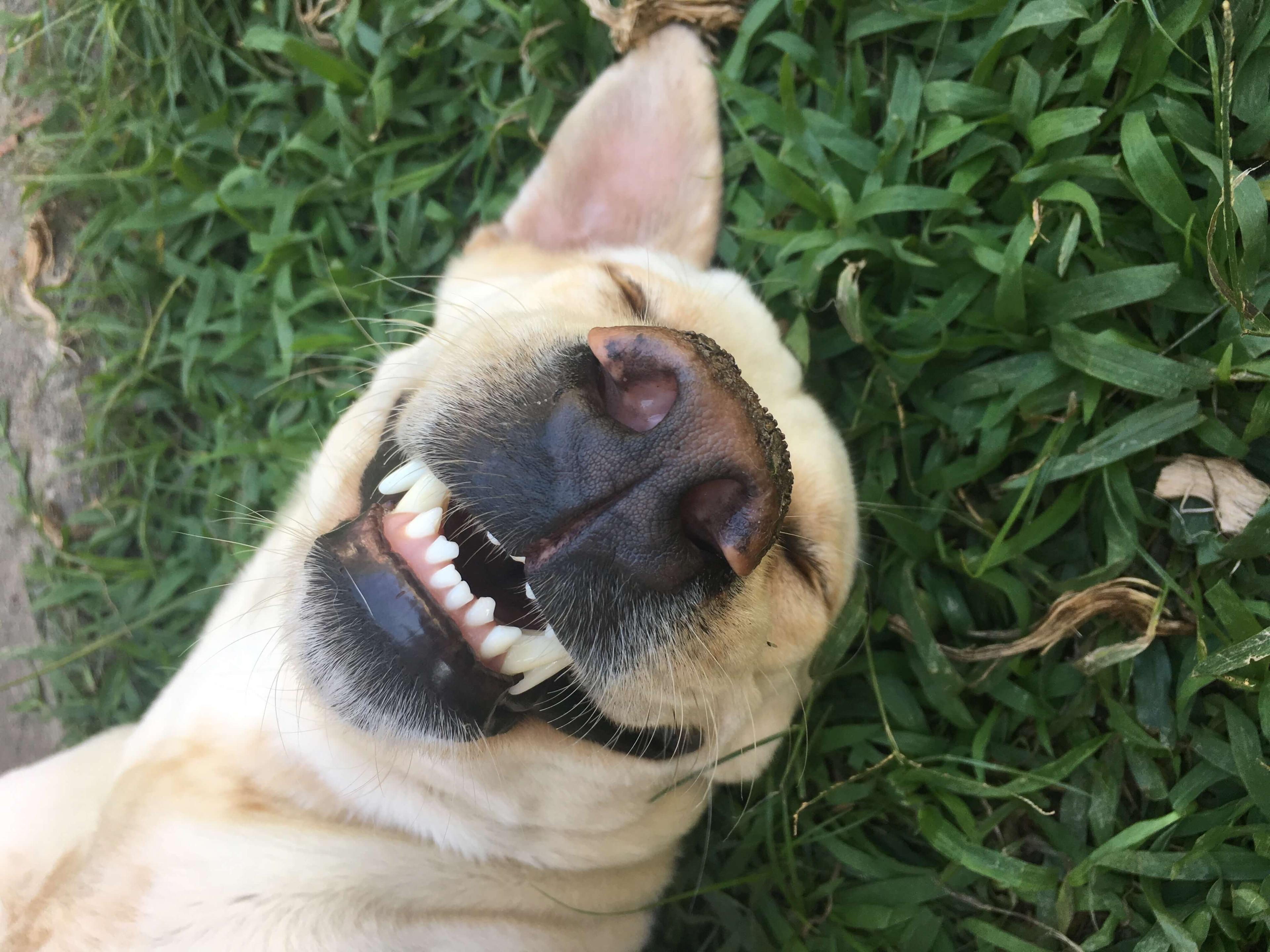 Do Dog Hygiene Products Really Work?