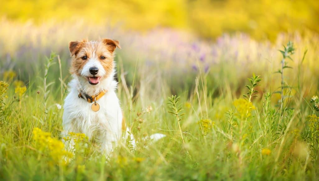 Can Dogs Be Allergic to Pollen? Symptoms & How to Help 