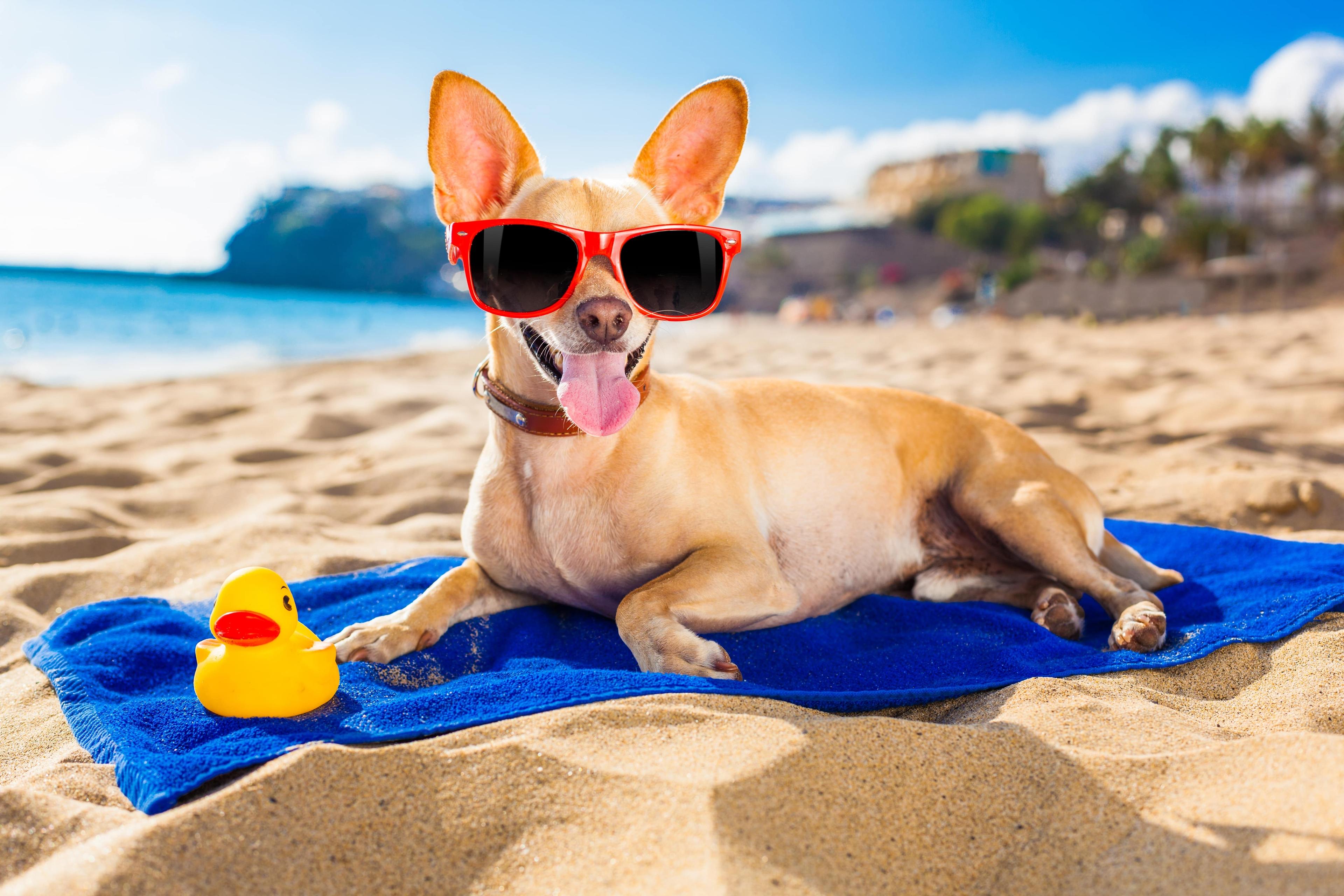 Looking After Dogs at the Beach: Hydration, Heat Awareness & Aftercare