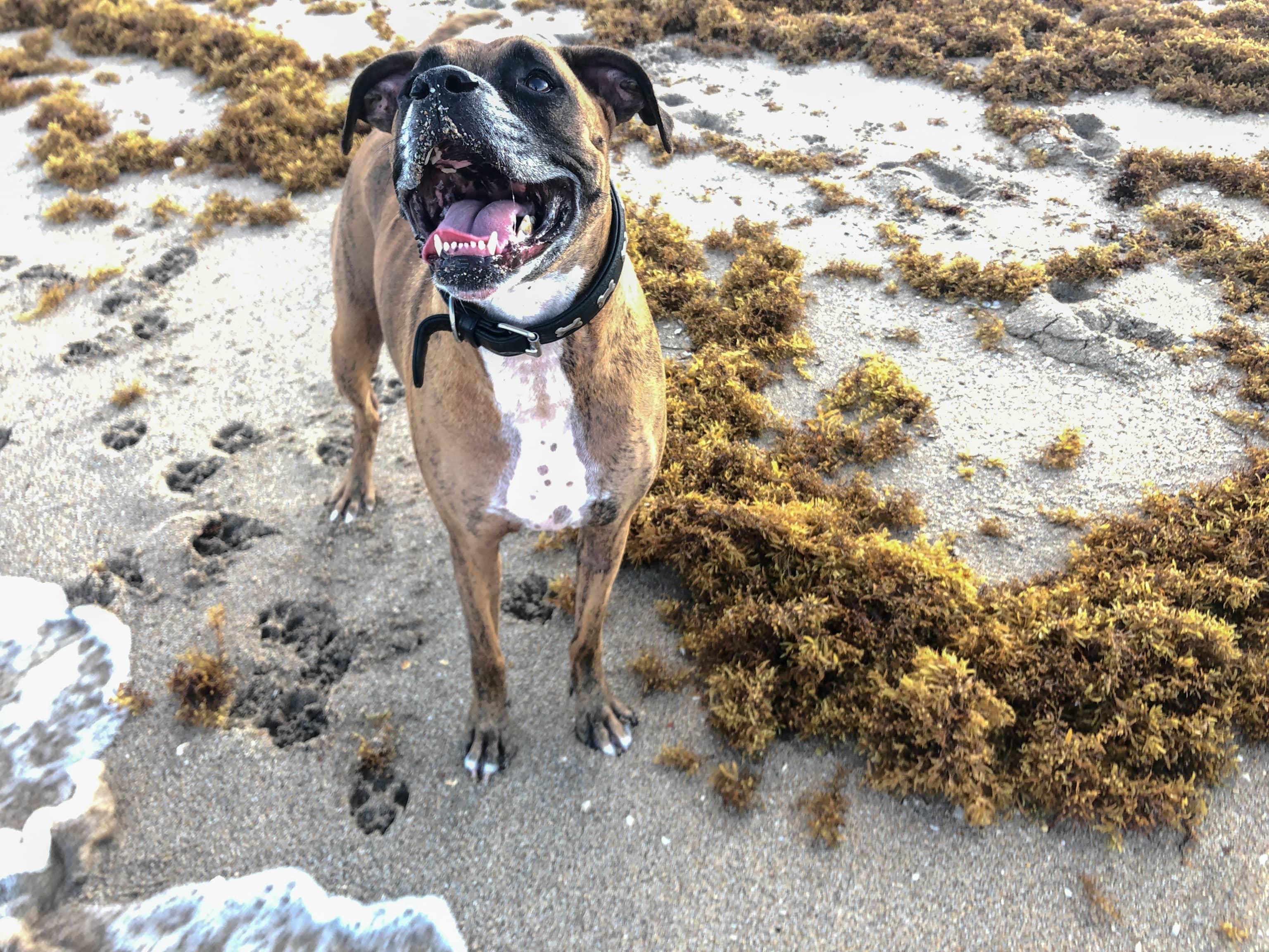 Can Dogs Eat Seaweed? What Pet Owners Need To Know