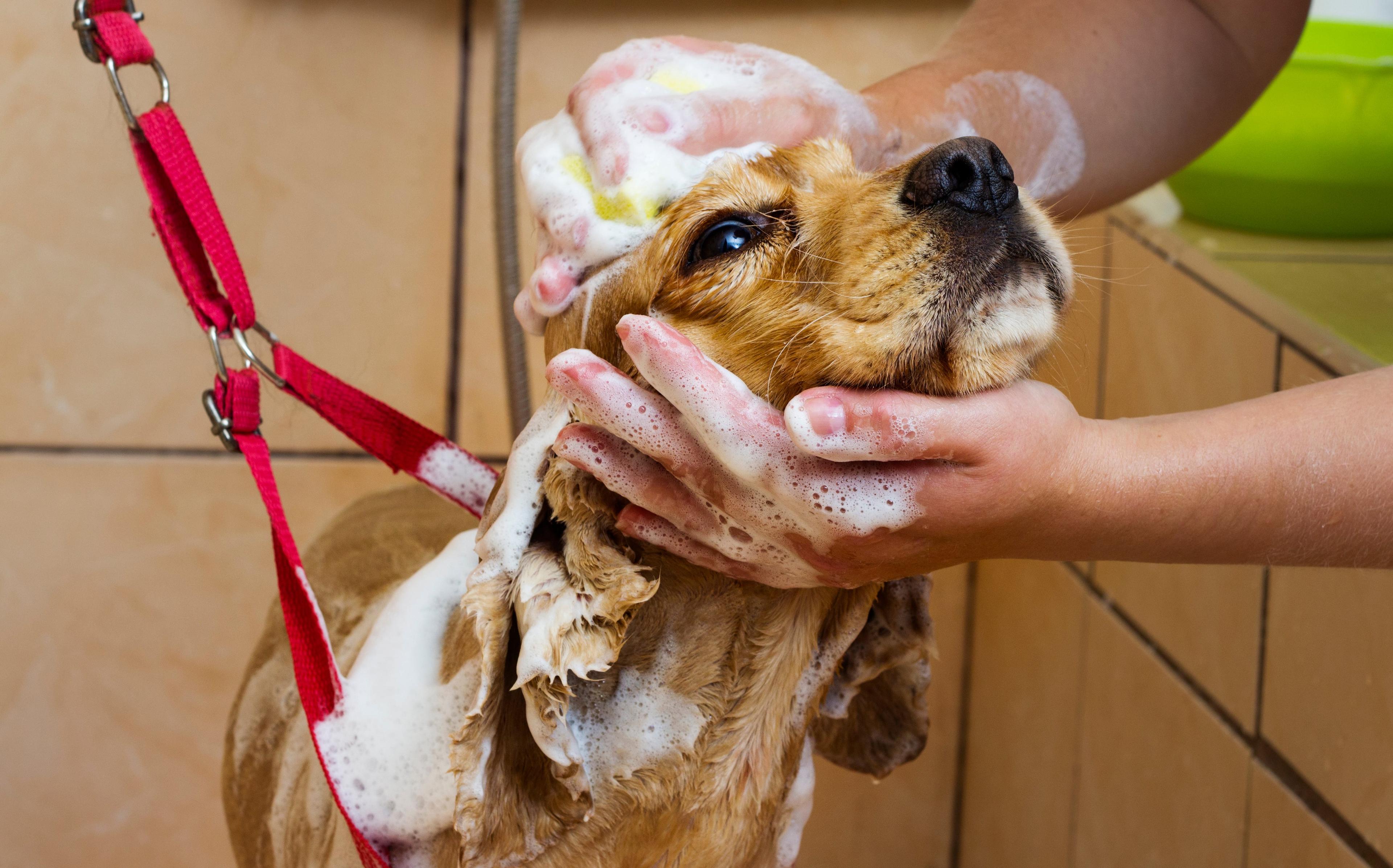 Cocker Spaniel Grooming Guide: At-Home Tips & Tricks