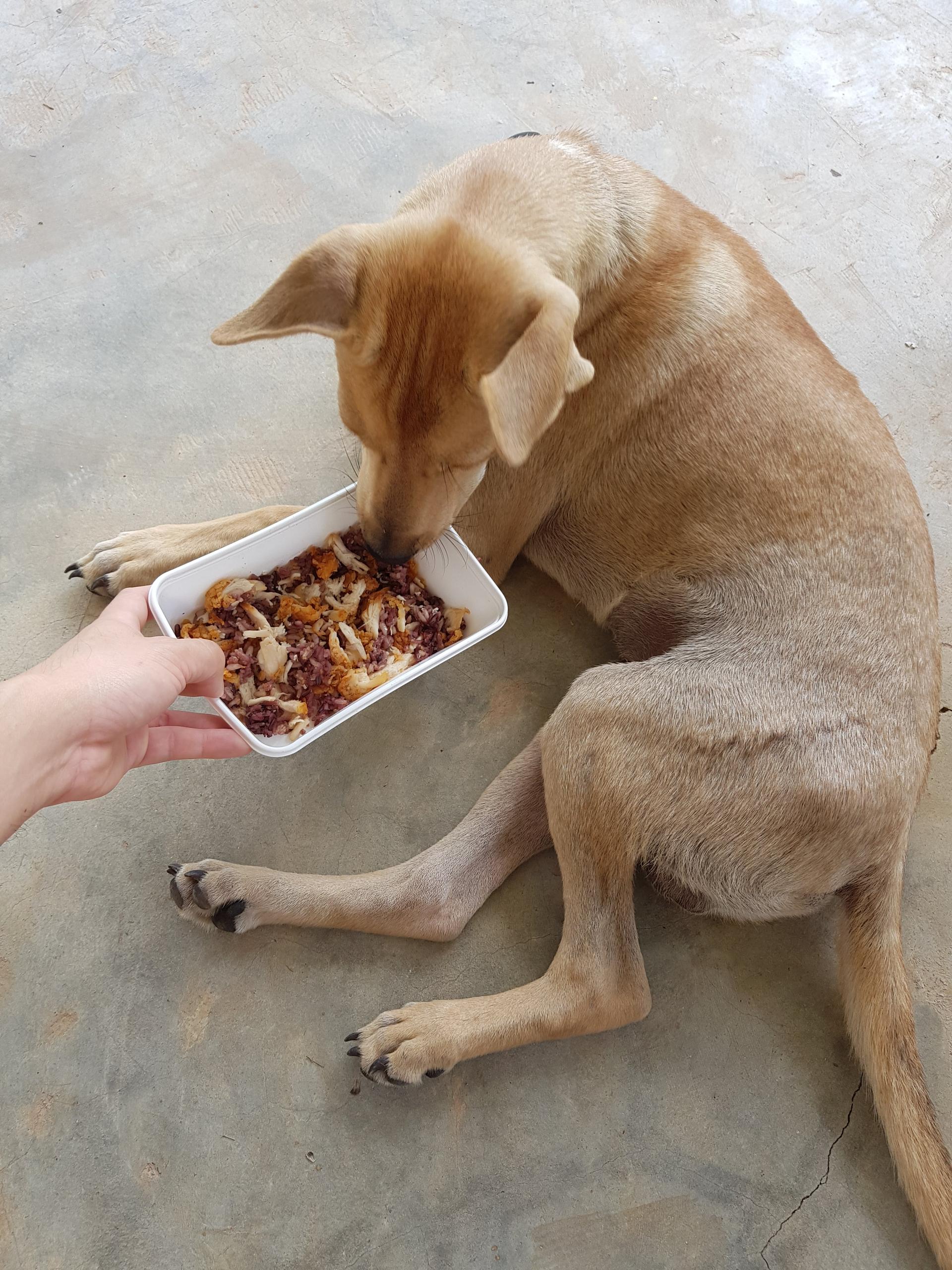 How Much Chicken and Rice Should I Feed My Dog By Weight - Chicken And Rice For Dog Digestive Problems