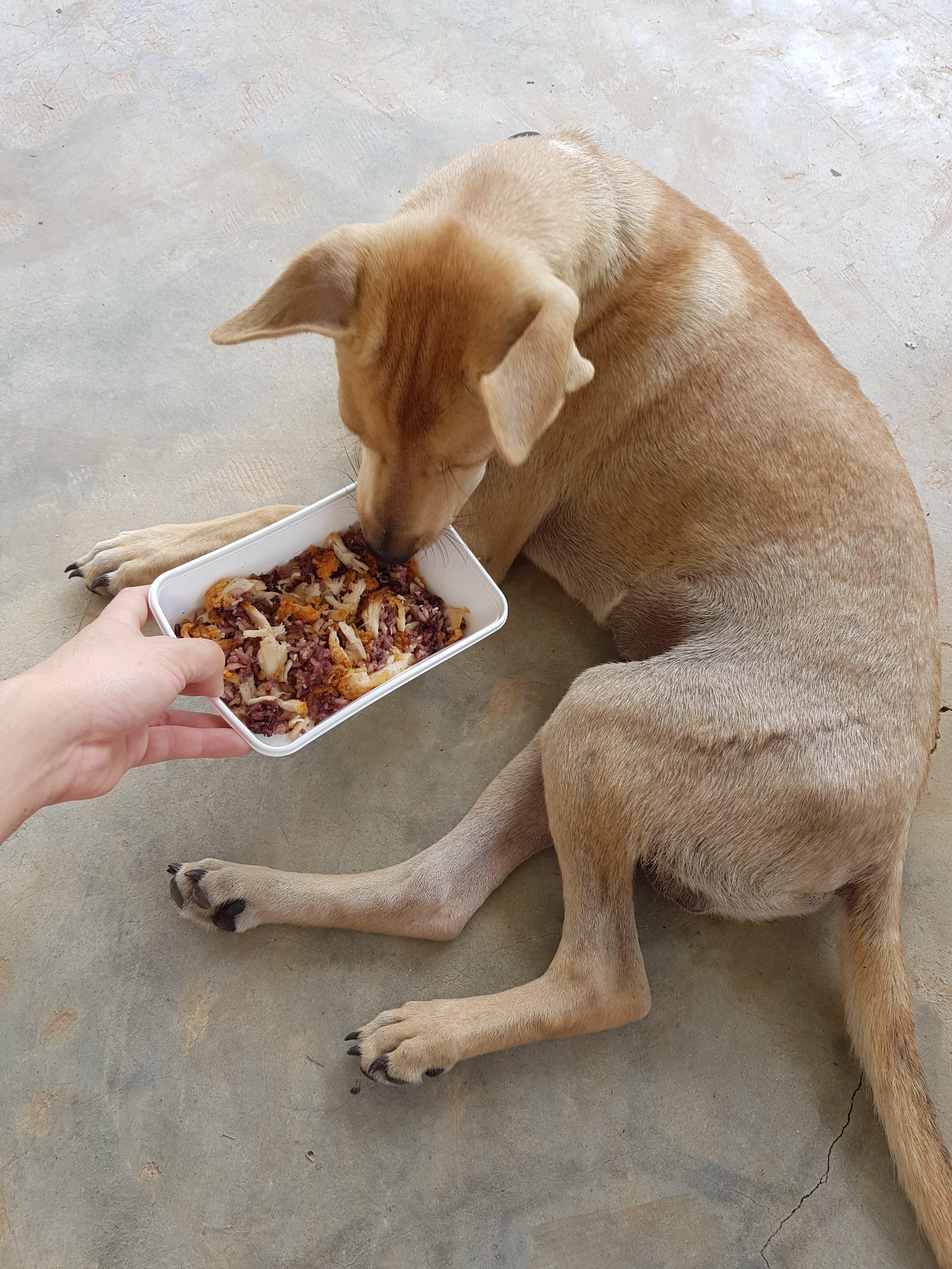 How Much Chicken and Rice to Feed a Dog With Diarrhea