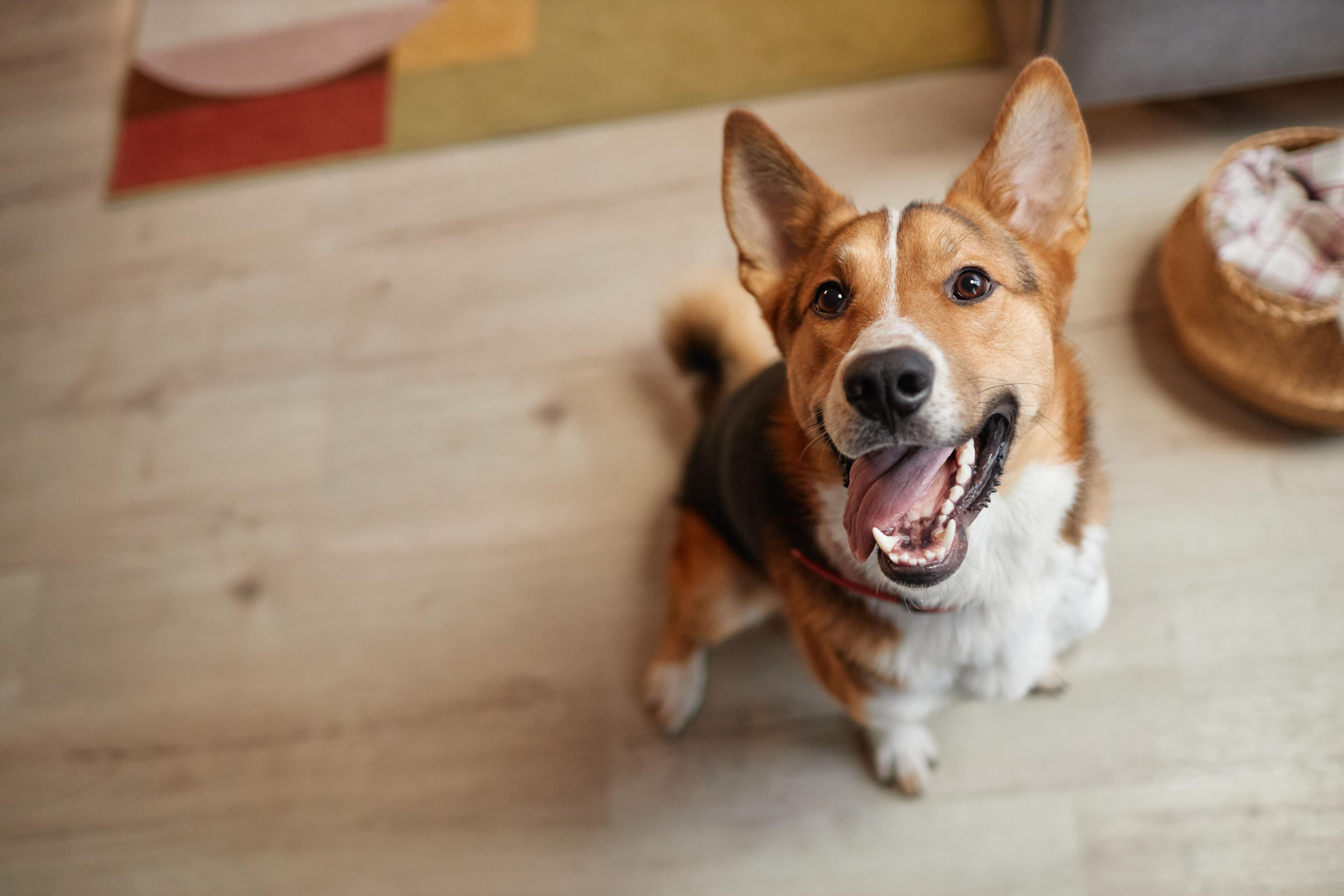 What Is Dog Teeth Cleaning Powder – And Does It Actually Work?