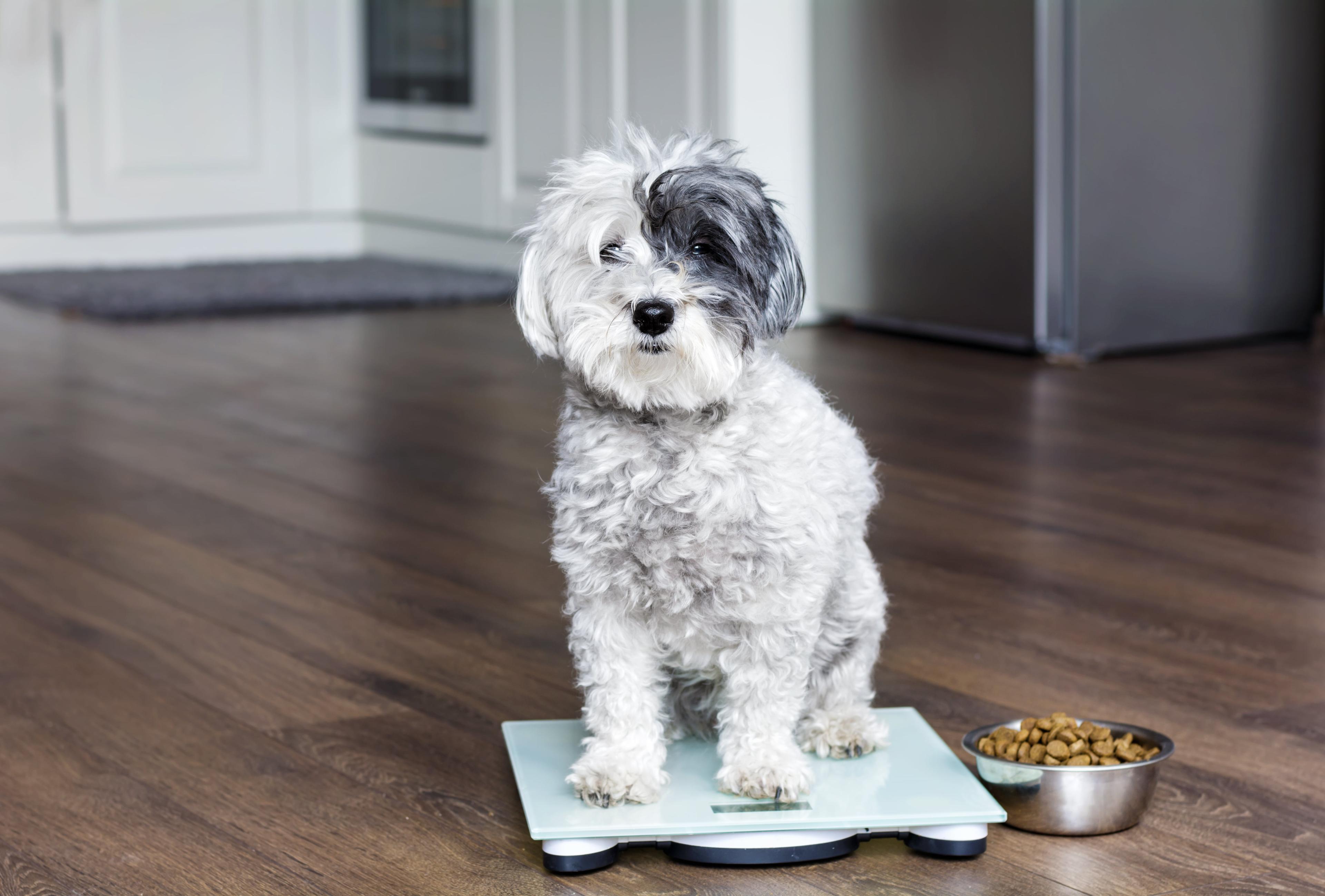 How Much To Feed a Dog by Weight (KG)