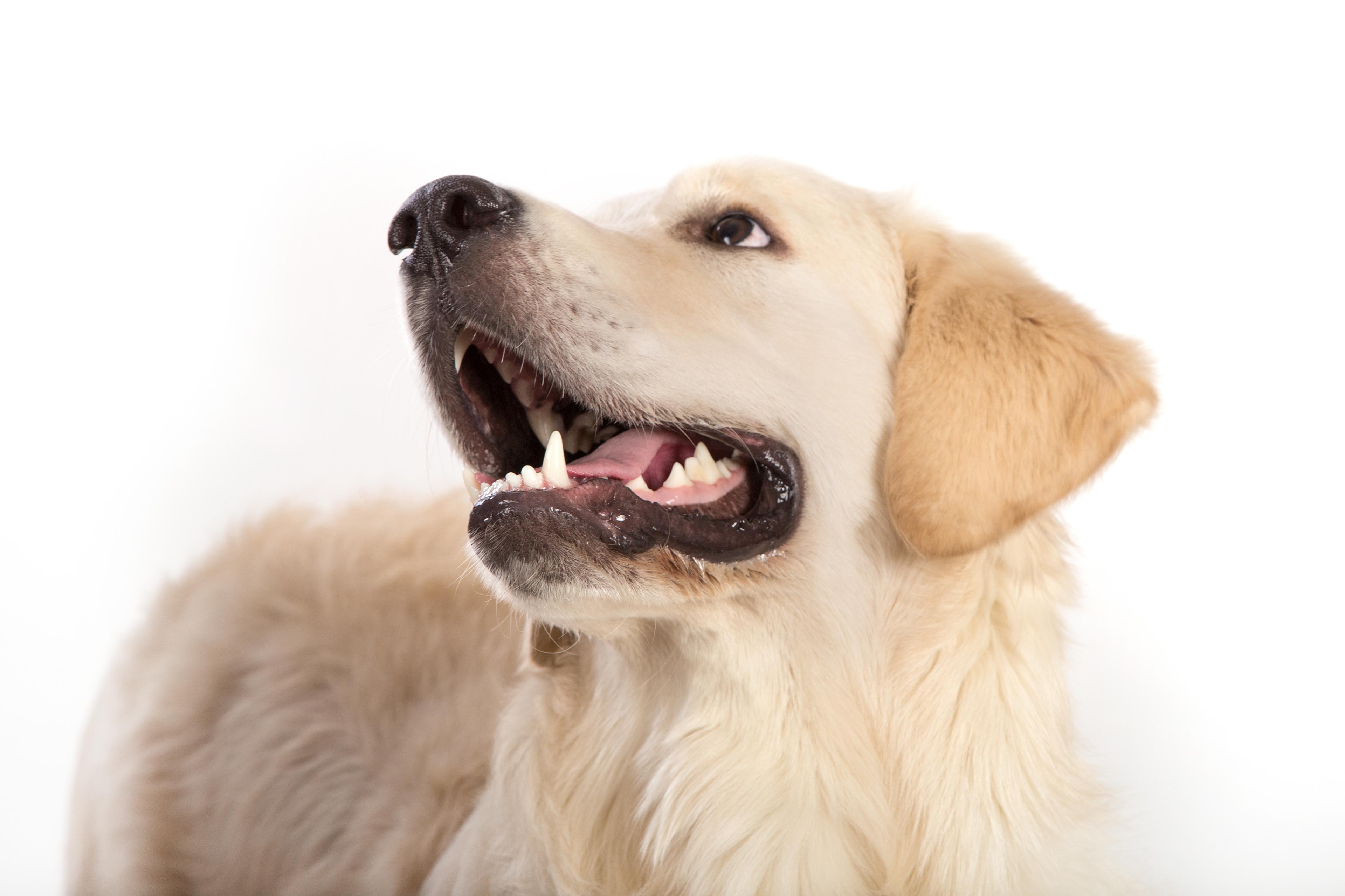 Labrador Teeth: Dental Issues & Breed-Specific Care Tips