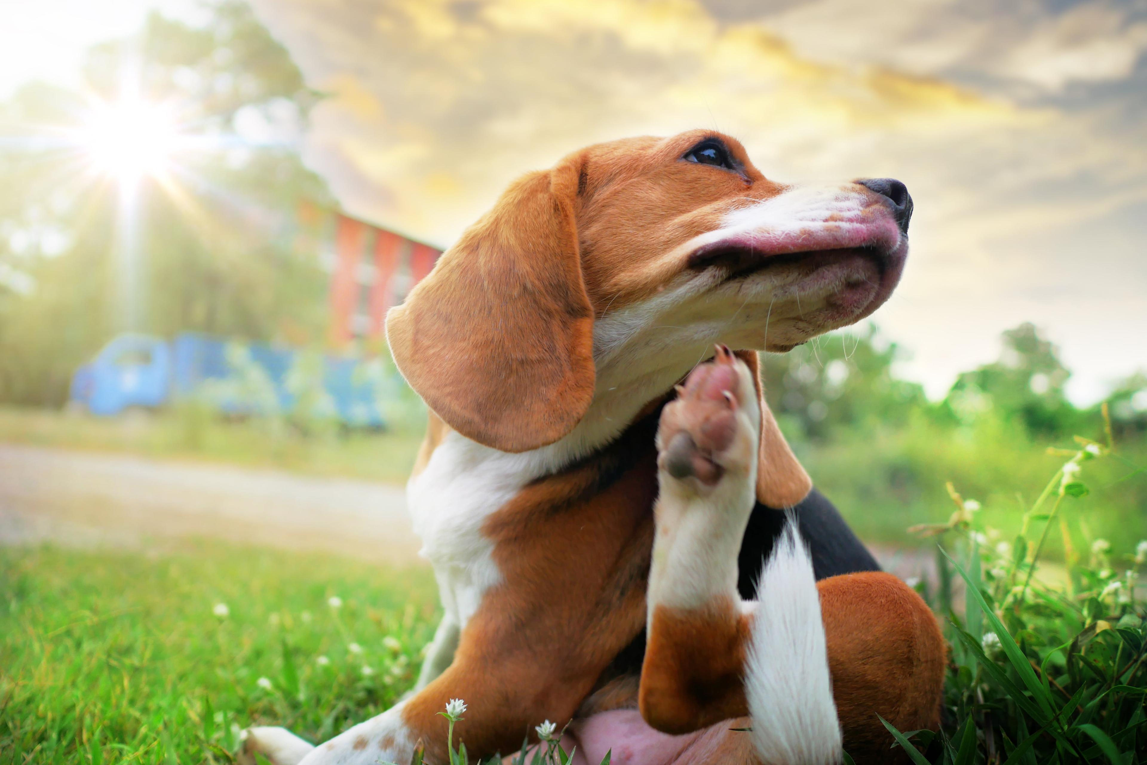 Summer Dog Allergies: What Could Be Causing Your Pup’s Itchy Skin?