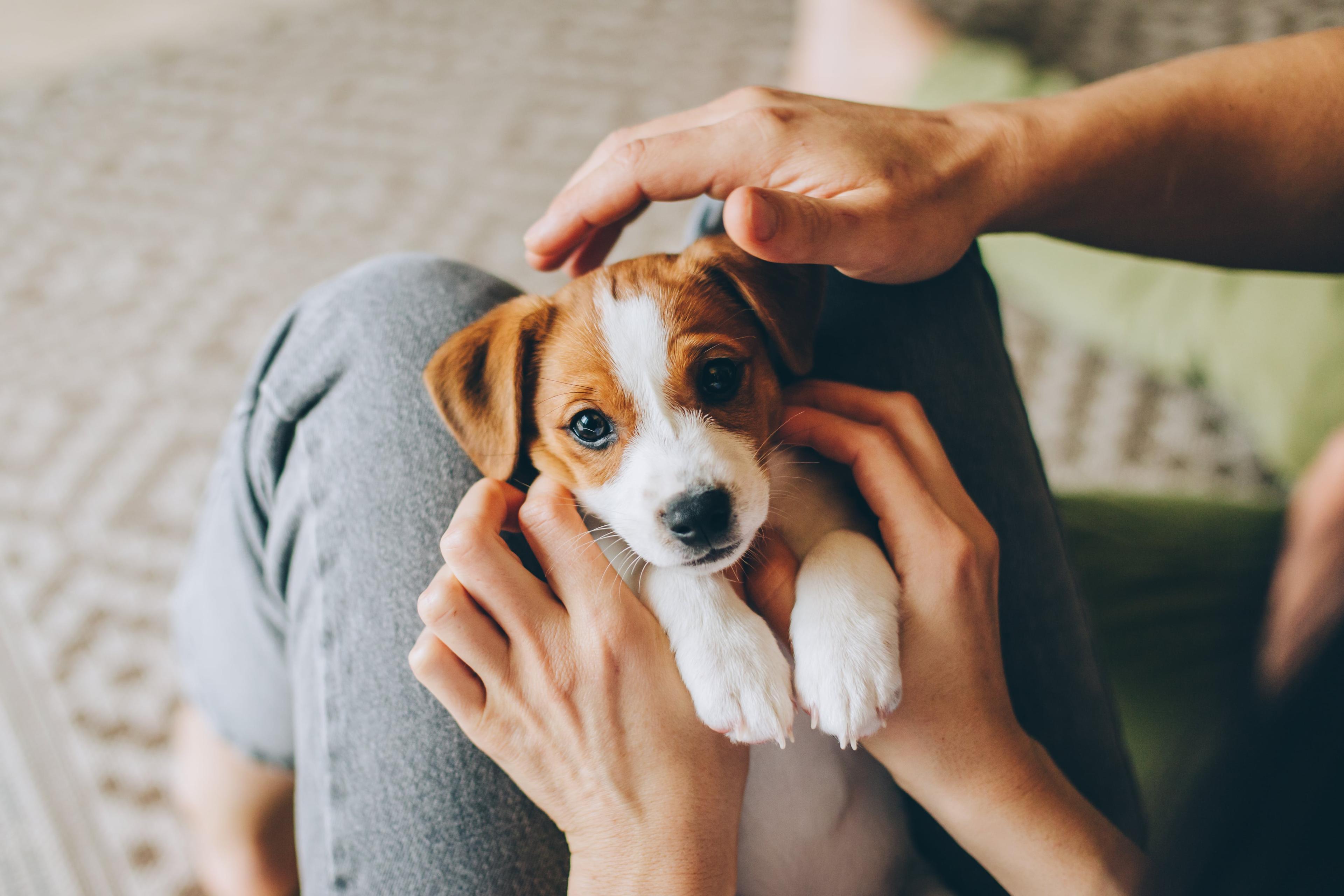 Do Jack Russell Terriers Shed? How To Help Manage Jack Russell Shedding At Home