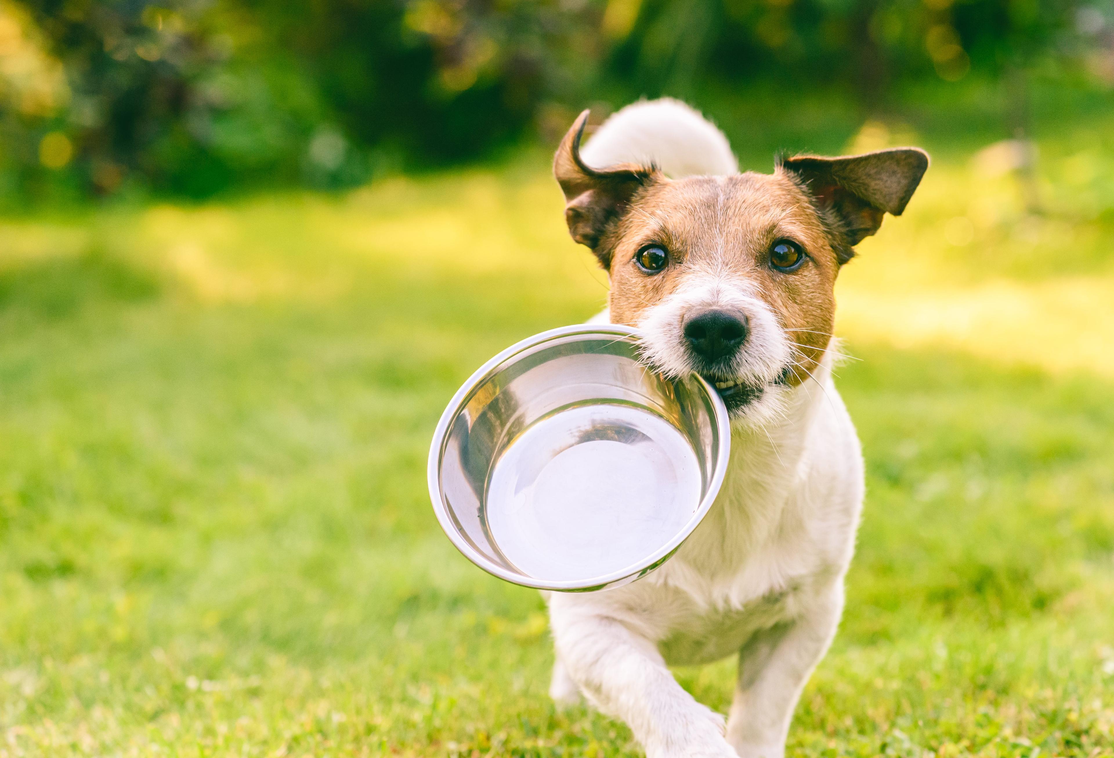 Dehydration in Dogs: How To Spot The Signs & Encourage Water Intake