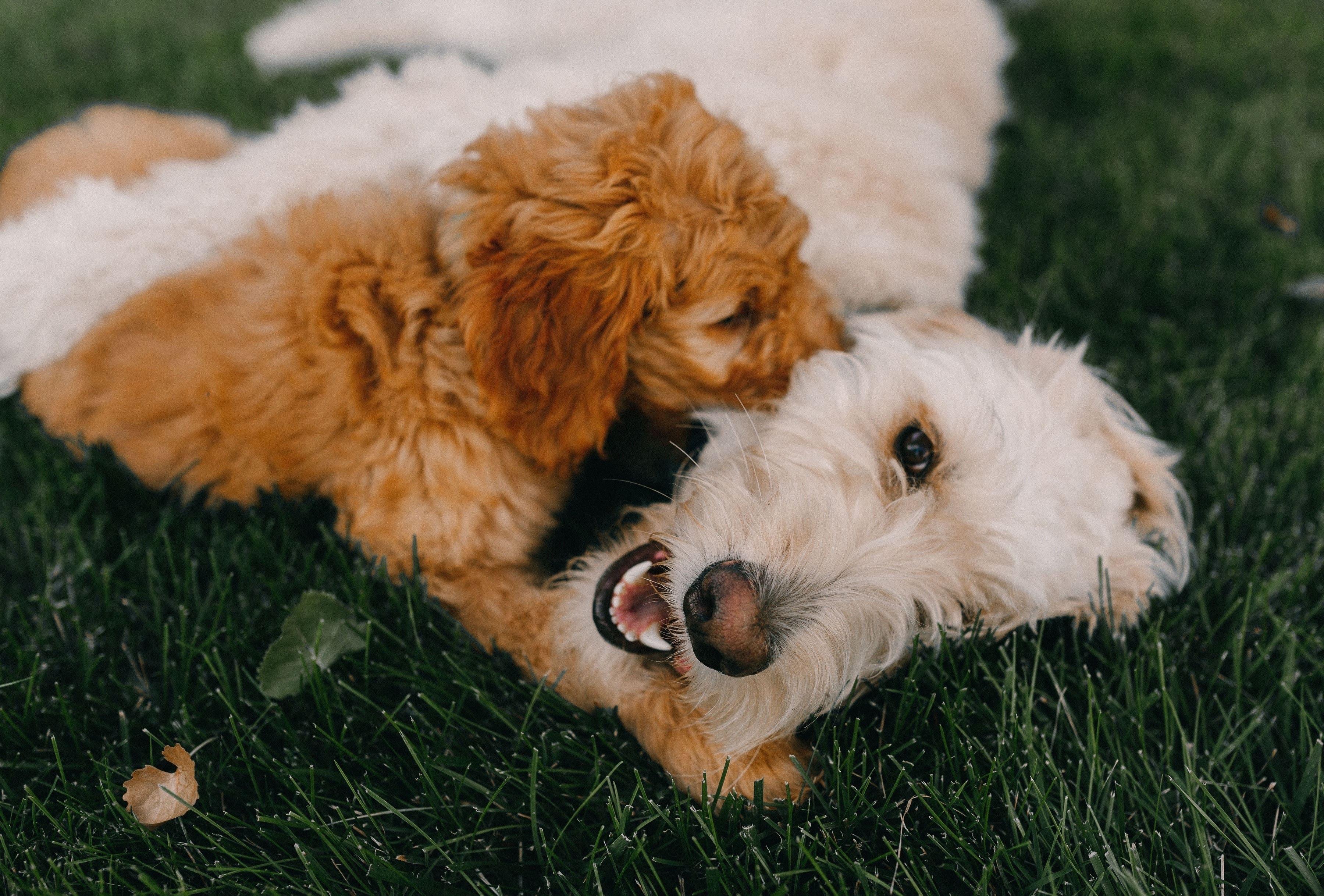 Goldendoodle Care Guide: Diet, Grooming & Dental Care