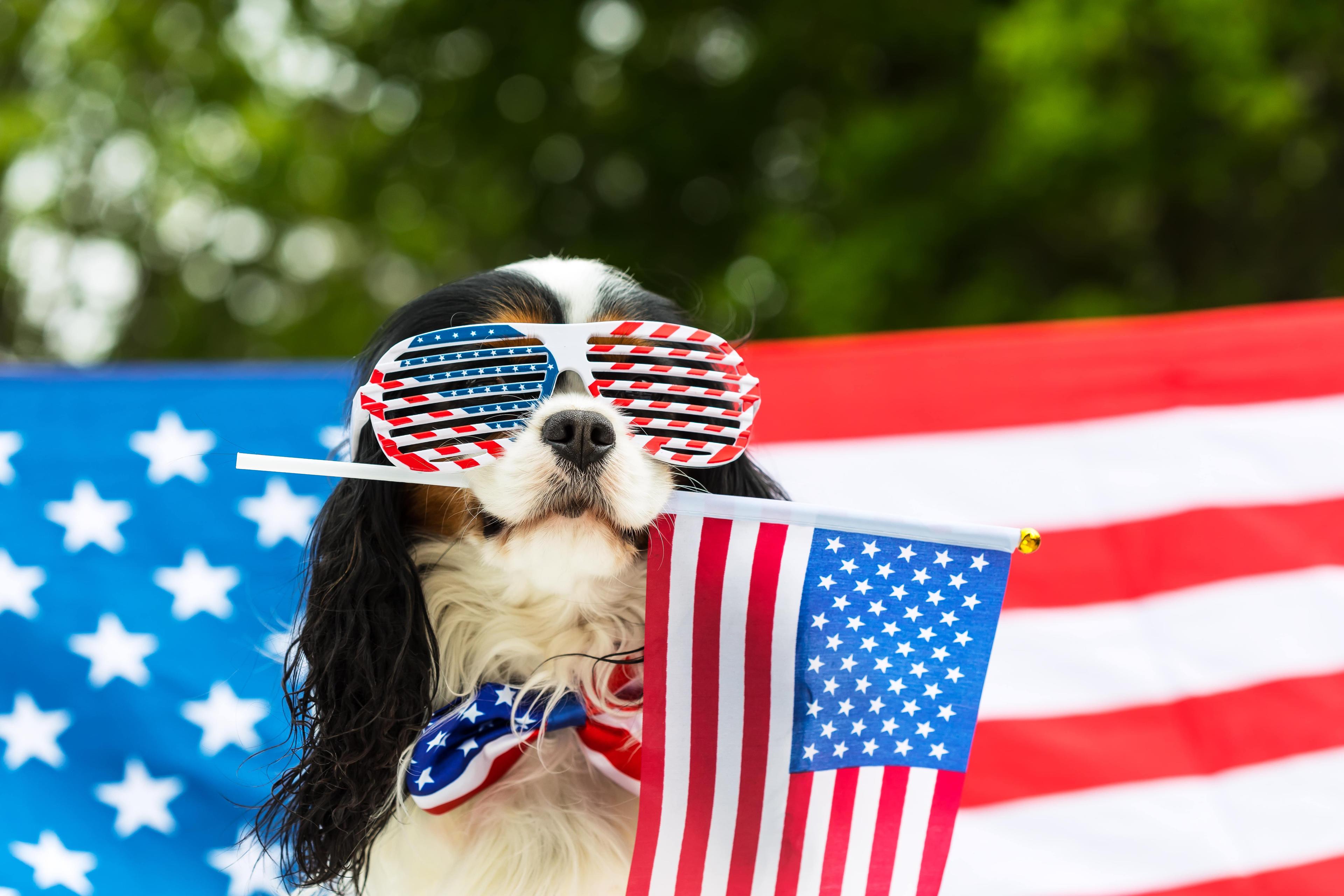 America’s Hero Dogs: Five Heartwarming Stories for the Fourth of July