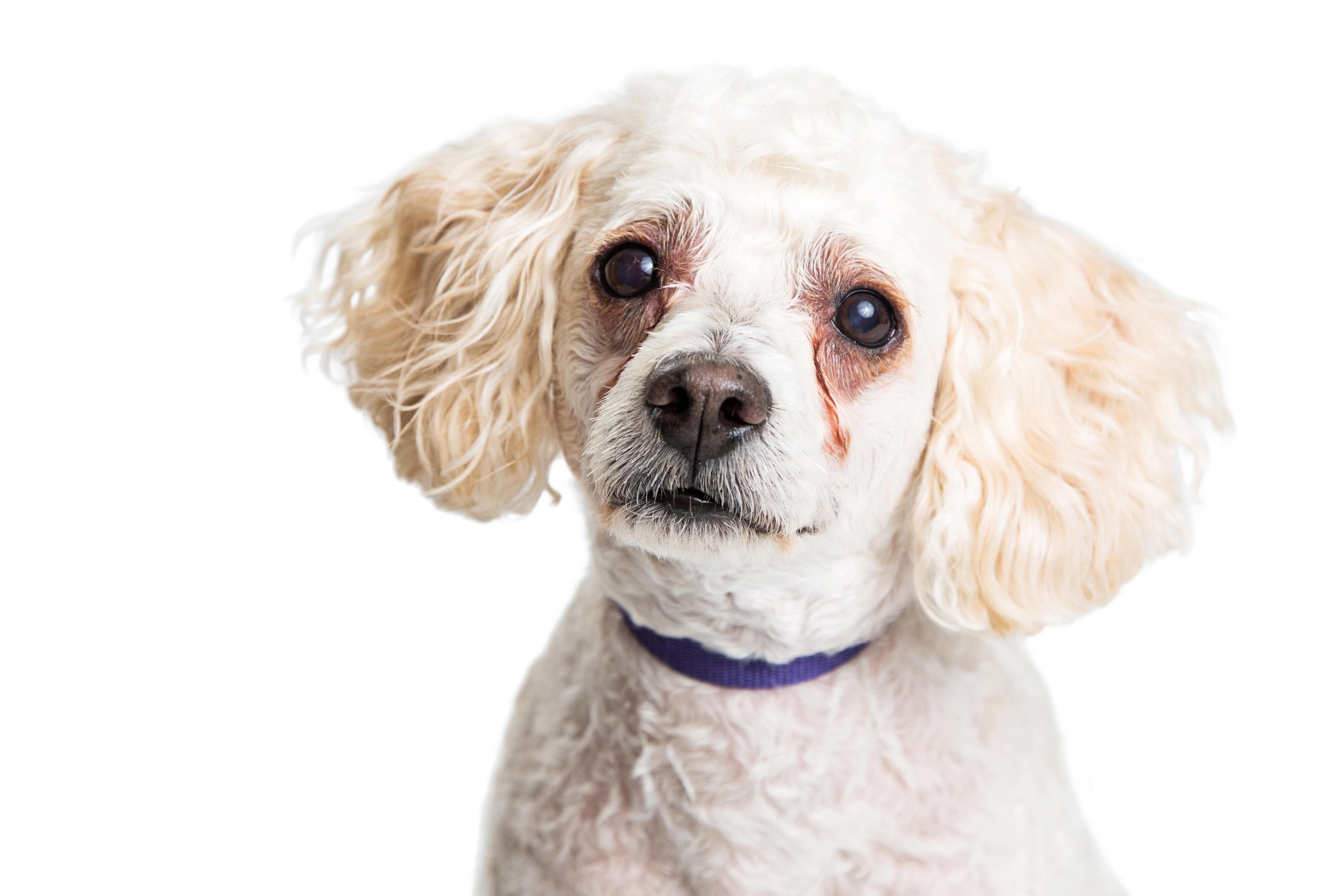 What are Dog Tear Stains, and How Can I Remove Them?