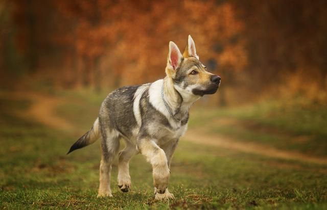 Is Glucosamine Good For Dogs? A Vet Reviews The Key Benefits - Canine Glucosamine And Mucin