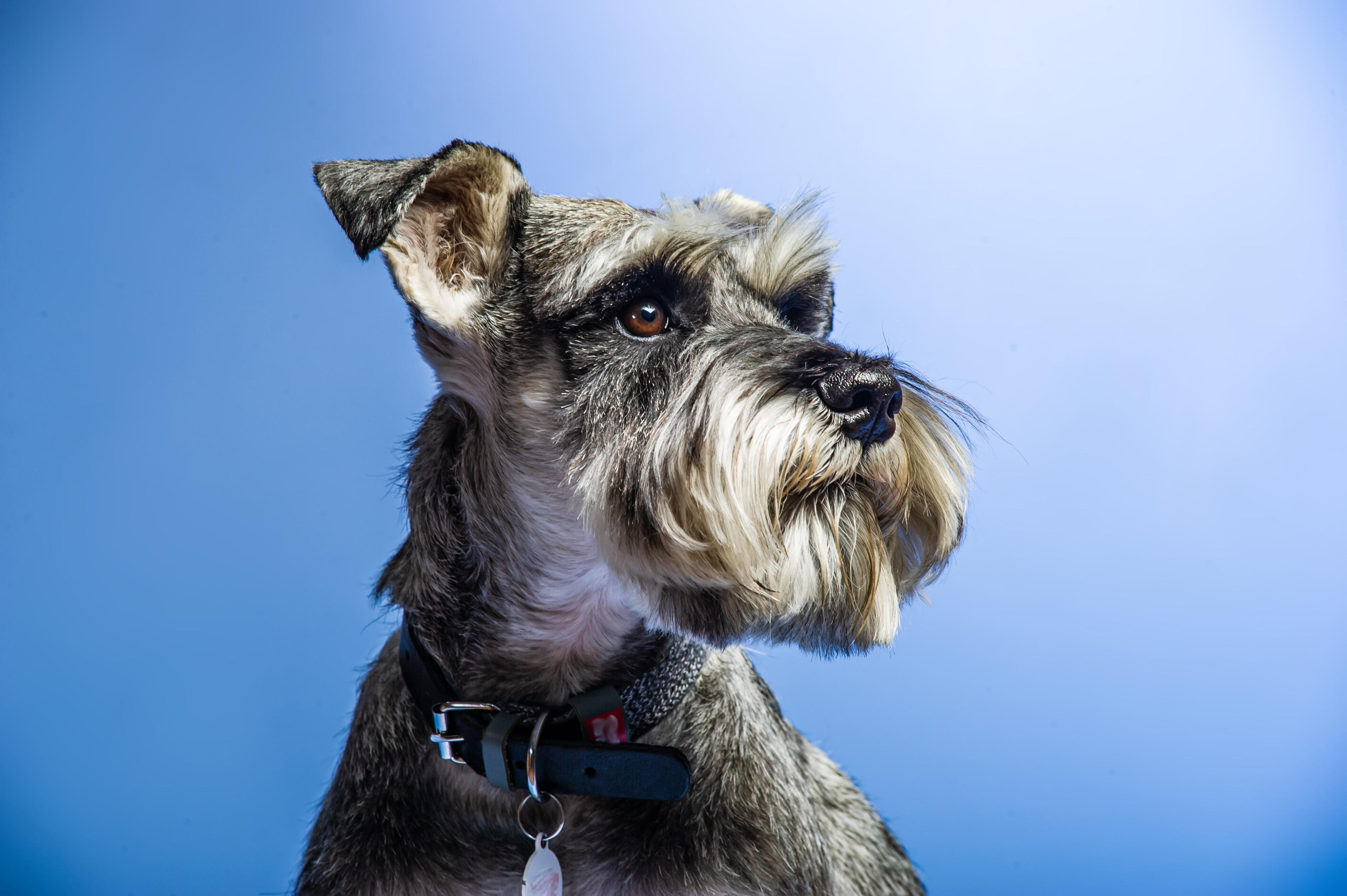 Miniature Schnauzer Lifespan: How to Support a Long, Healthy, and Happy Life