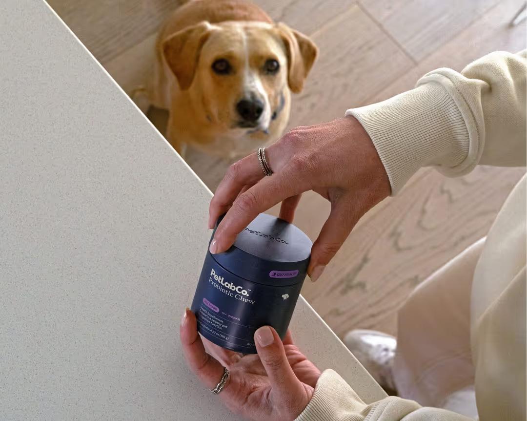 Can Probiotic Chews Support Dog Gut Health?