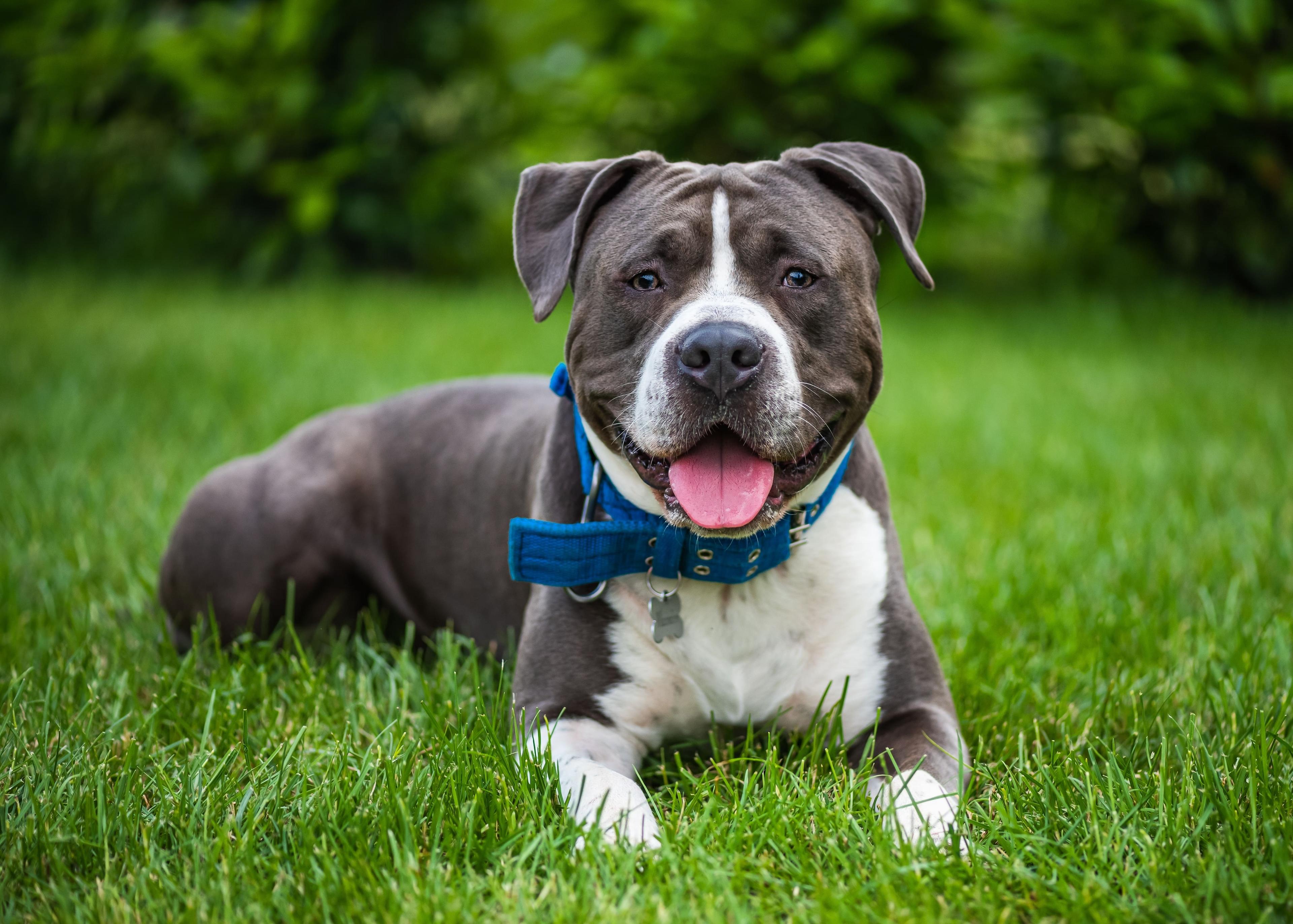 American Staffordshire Terrier Lifespan: How Long Does an Amstaff Live?