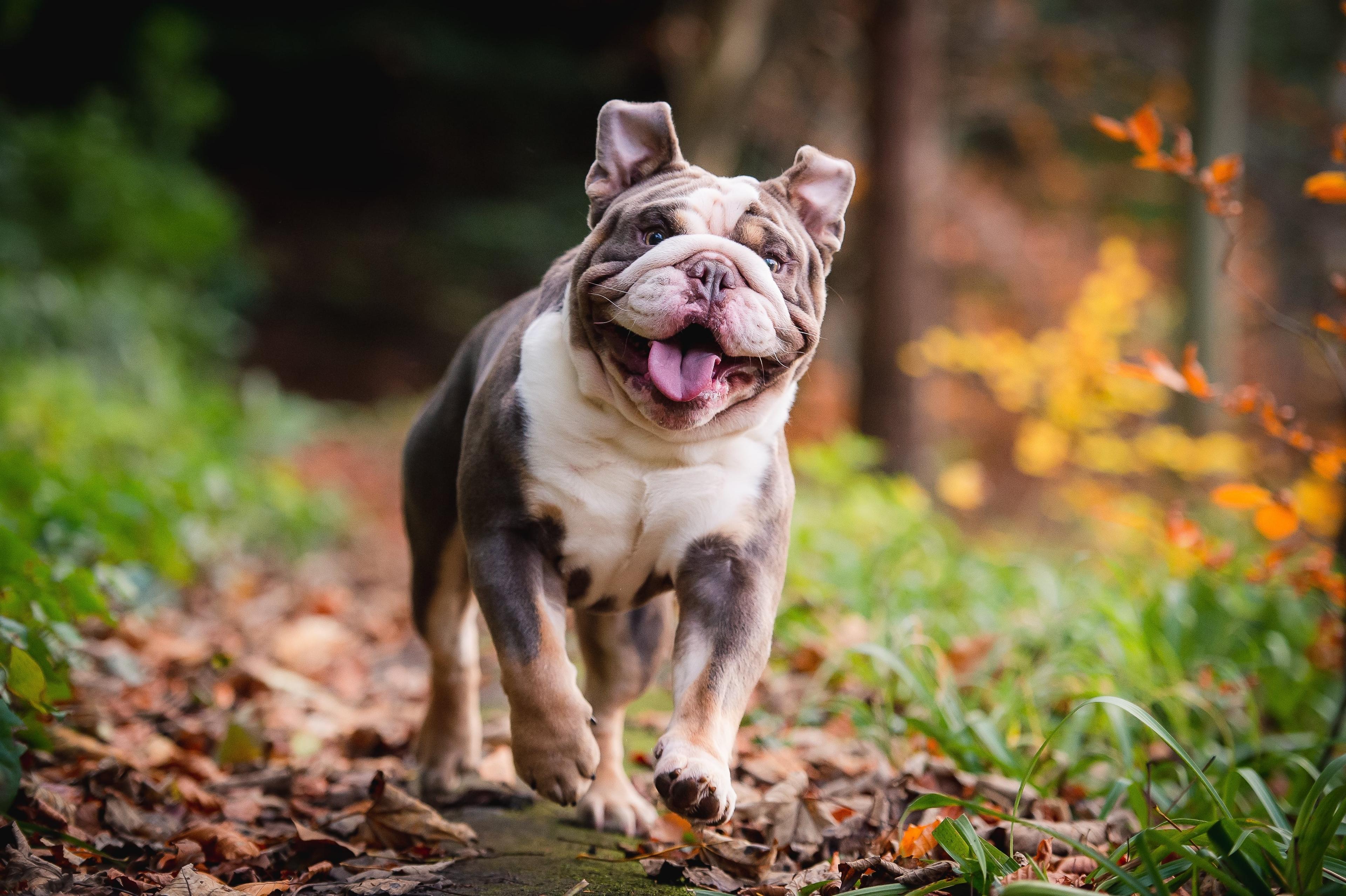 Bulldog Supplements: Daily Support For Your Bulldog’s Health & Wellbeing