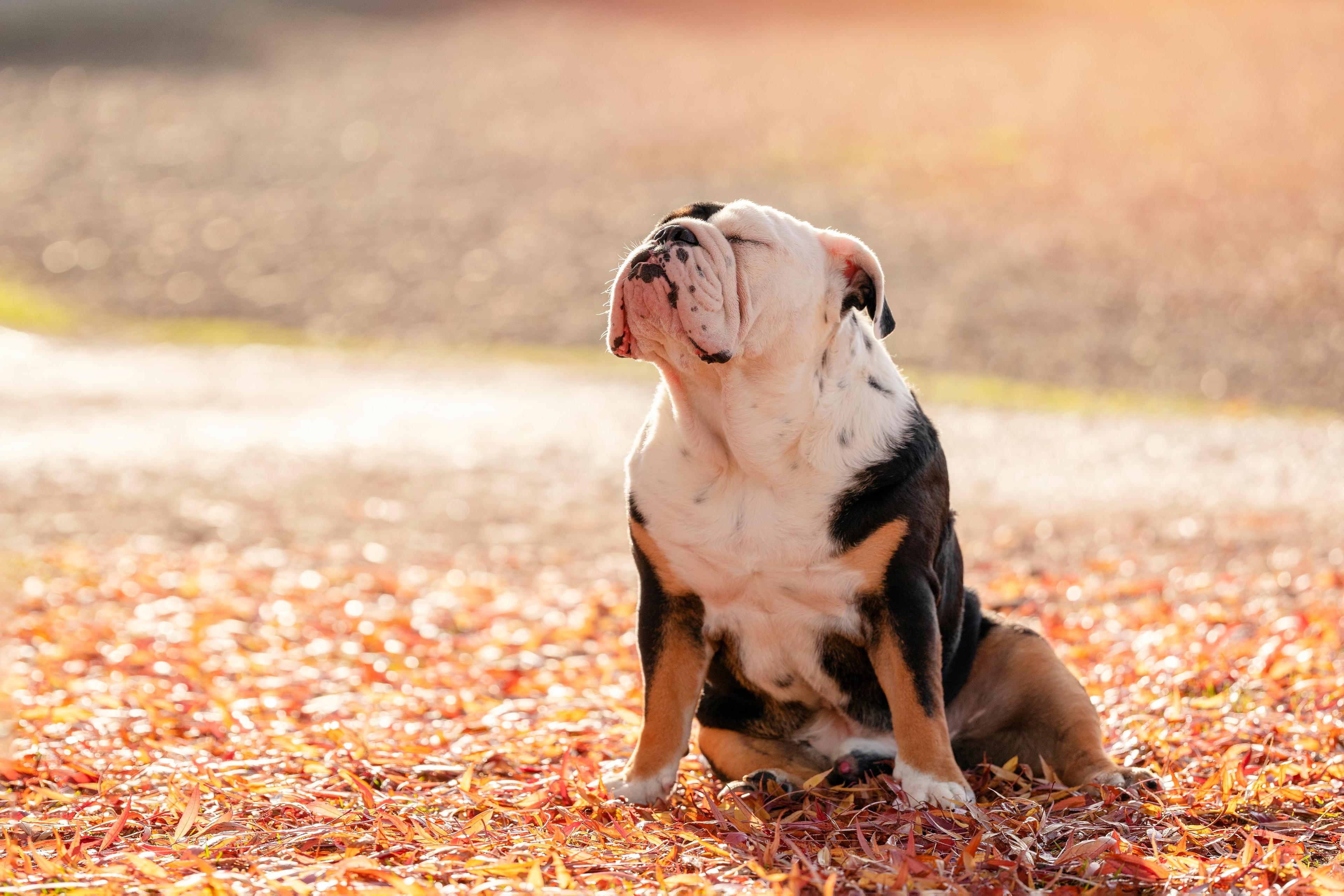 7 Dog End of Life Signs in Dogs: How To Tell If Your Dog Is Dying