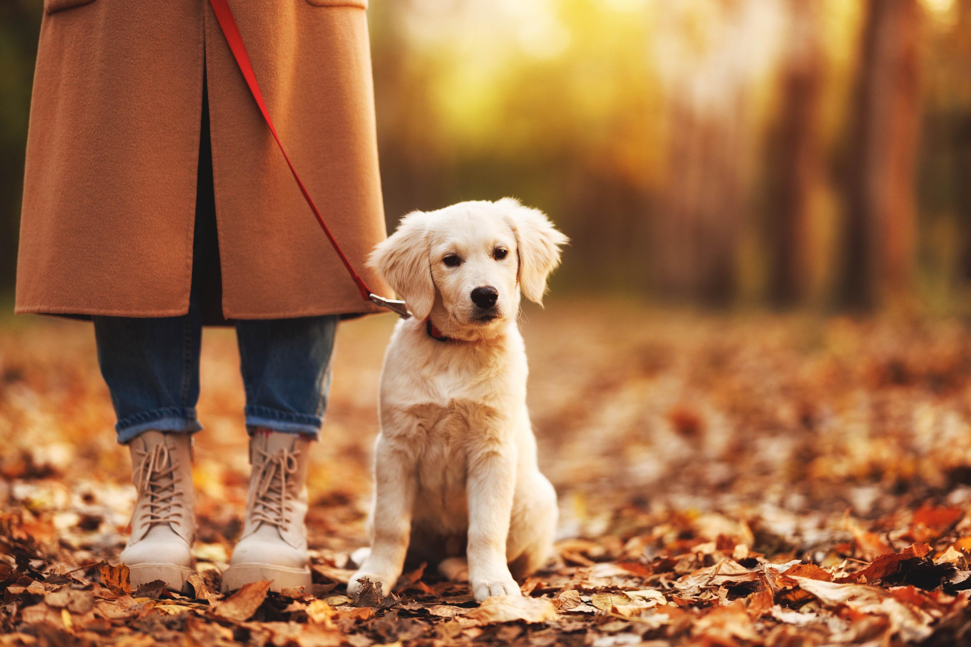 Golden Retriever Supplements: Gut, Mobility & Immune Support For Goldens
