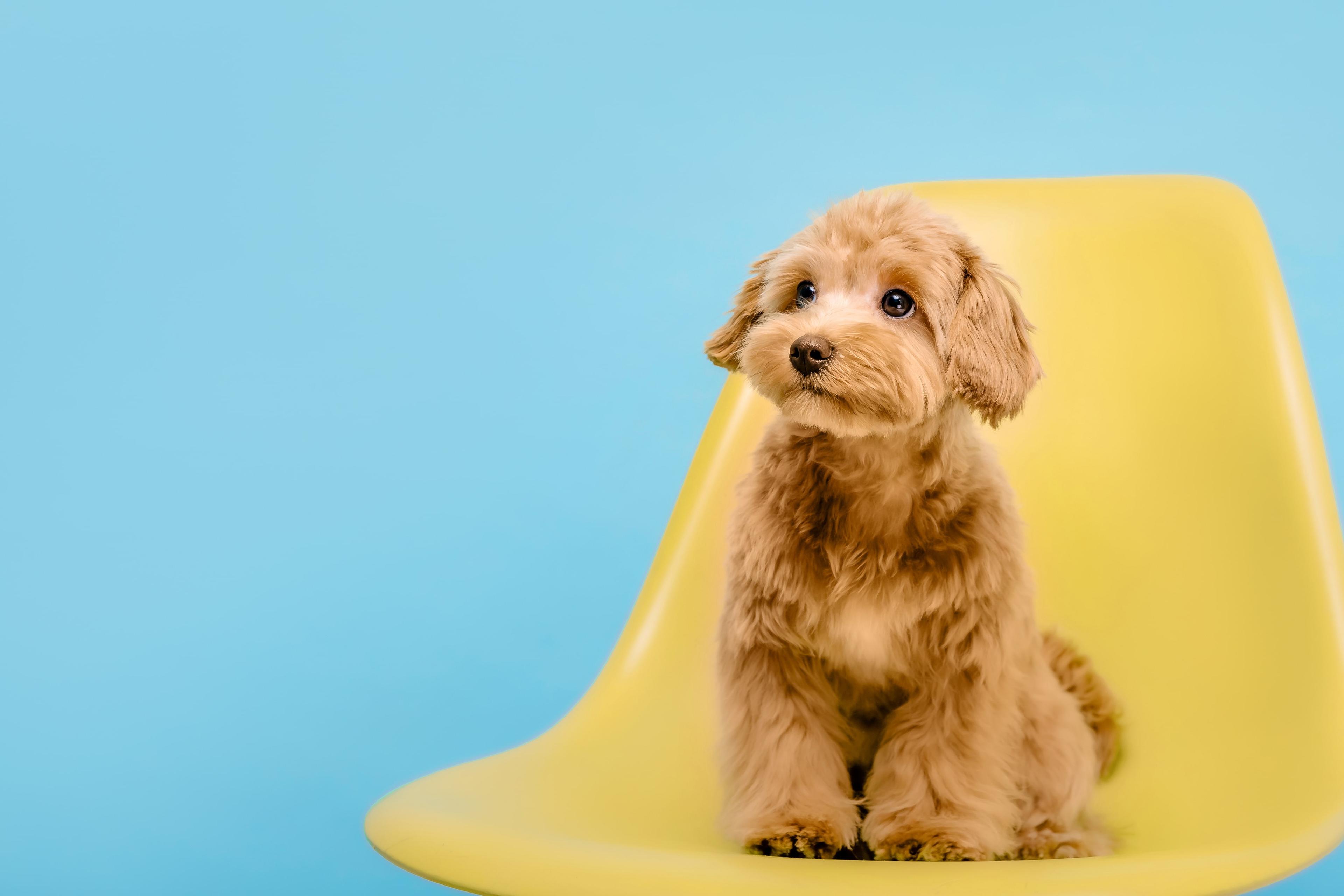 Maltipoo Lifespan: How Long Does a Maltipoo Live?
