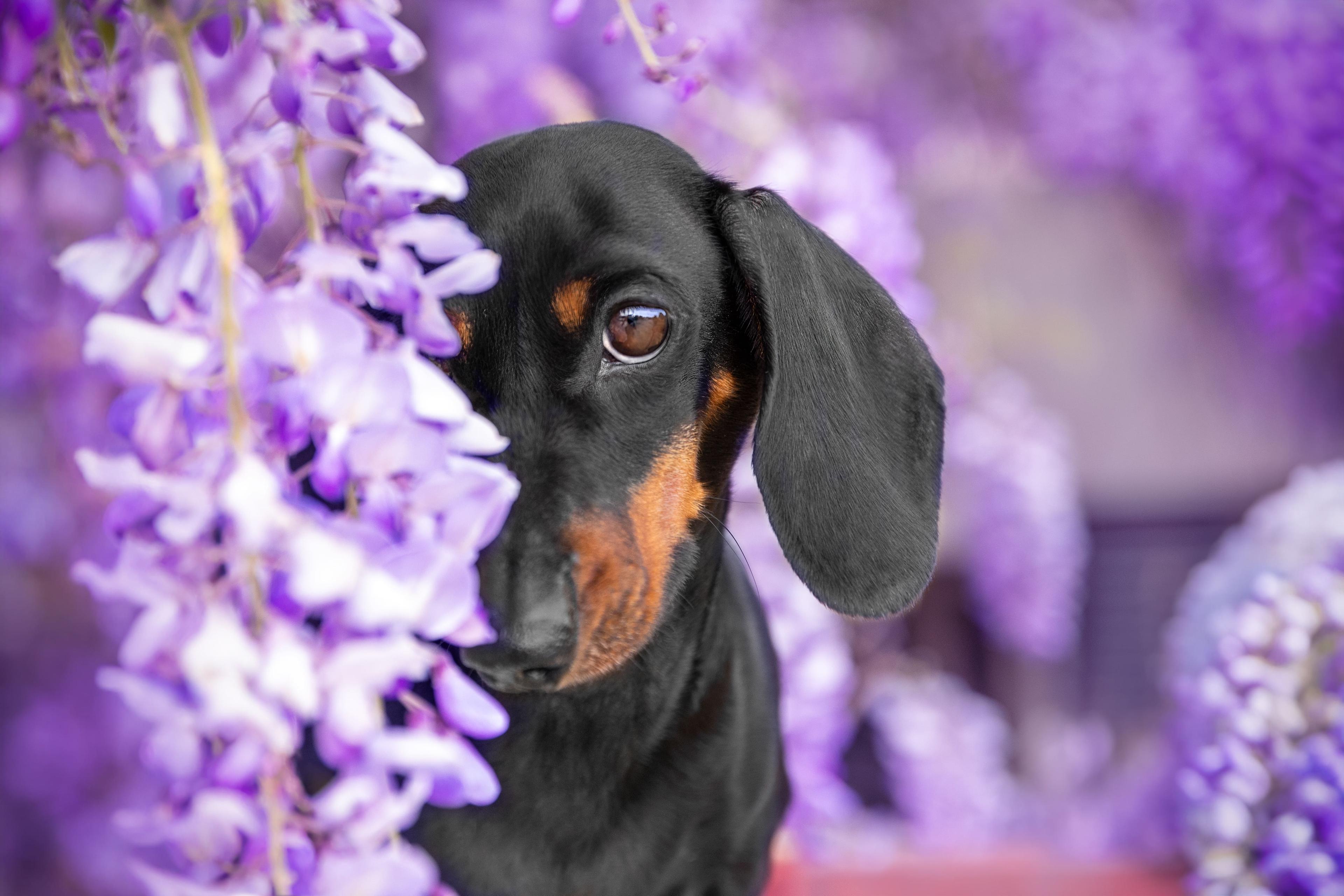 Seasonal Allergy Supplements for Dogs: A Pet Owner’s Guide