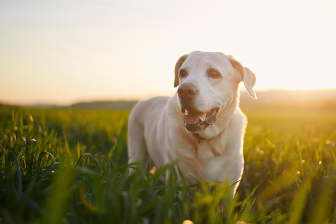 Image showcasing When To Start Joint Supplements for Dogs: A Vet Explains - PetLab Co