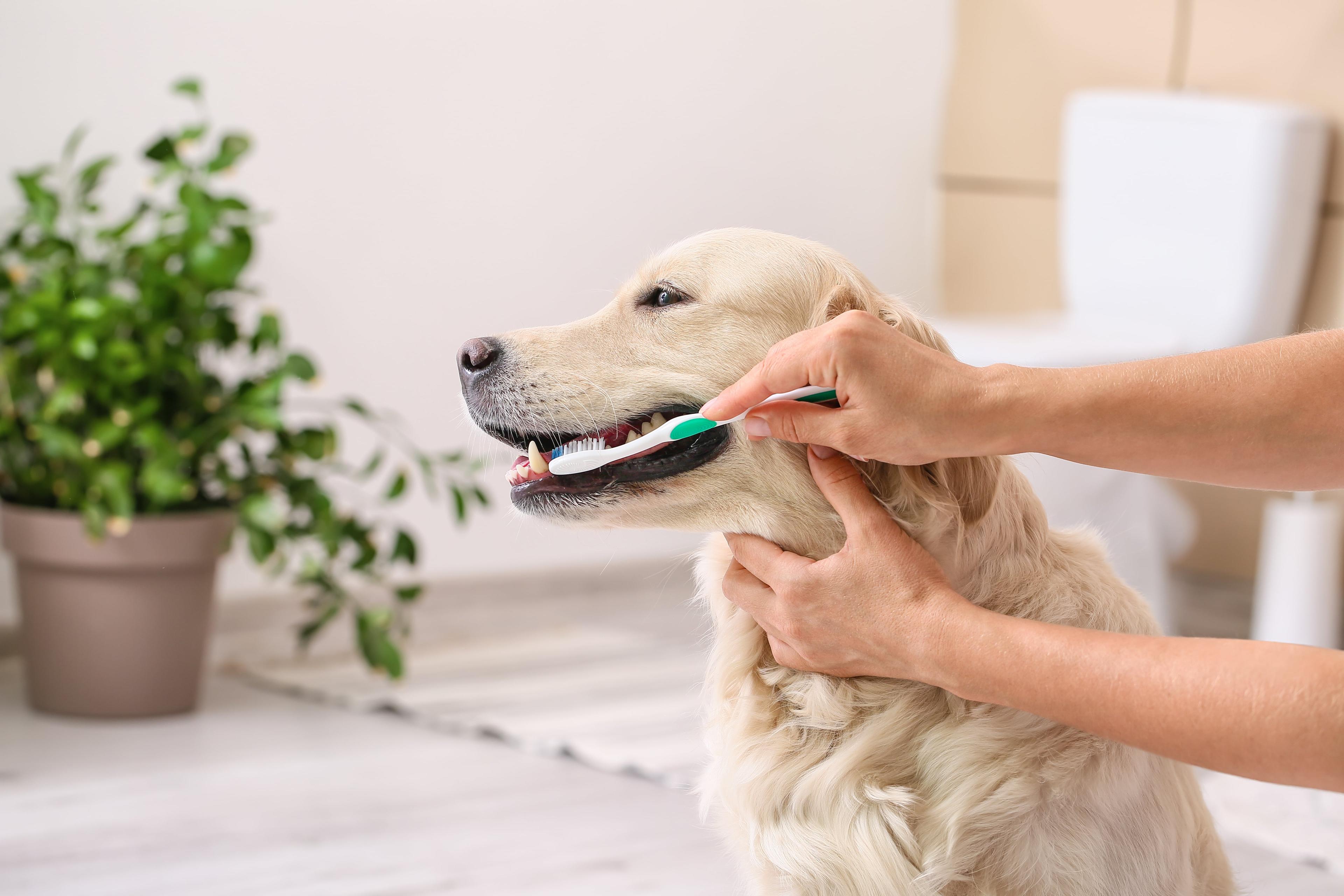 A Vet’s Guide to Teeth Cleaning for Dogs