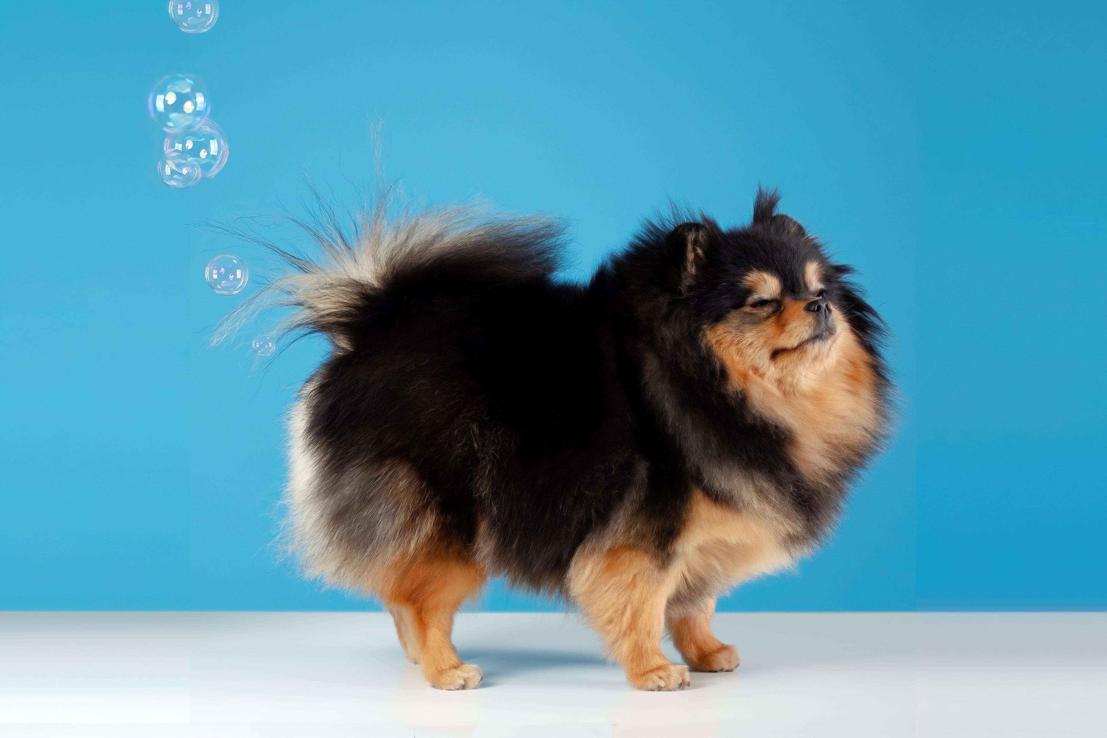 What Do I Do If My Dog is Constipated?