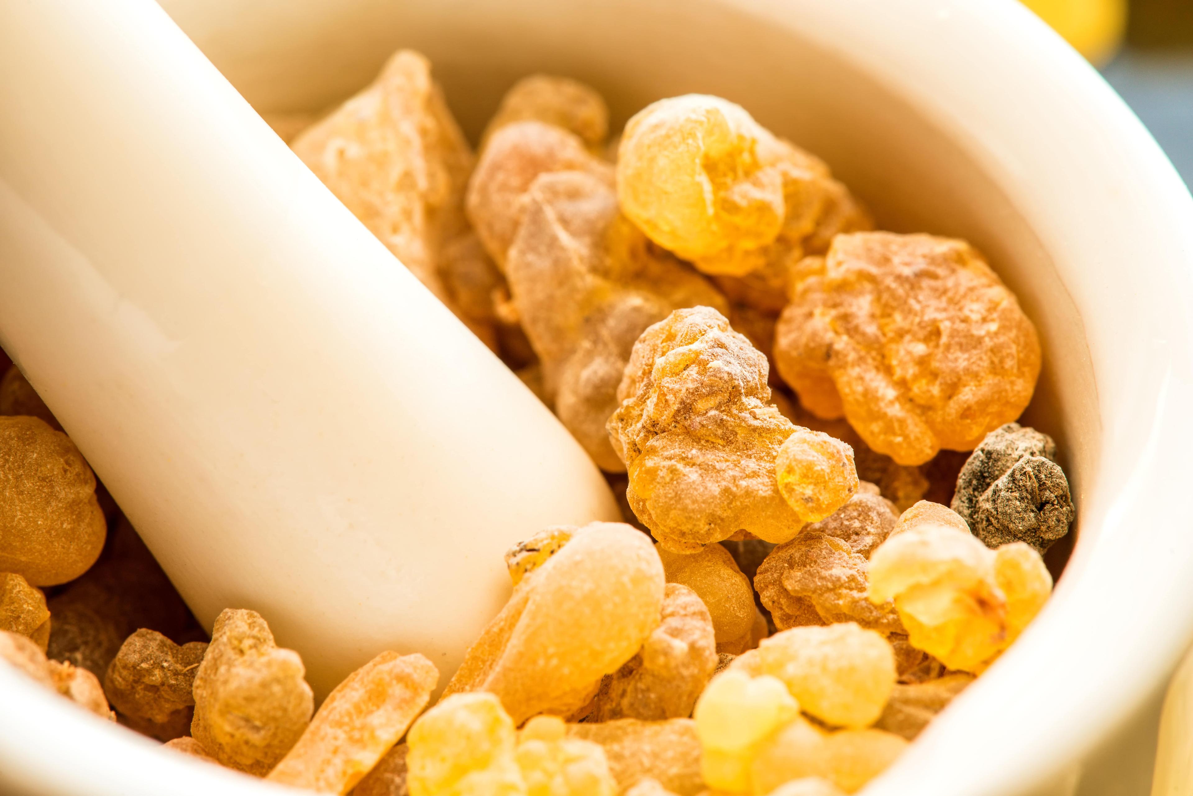 Boswellia for Dogs: 7 Key Benefits