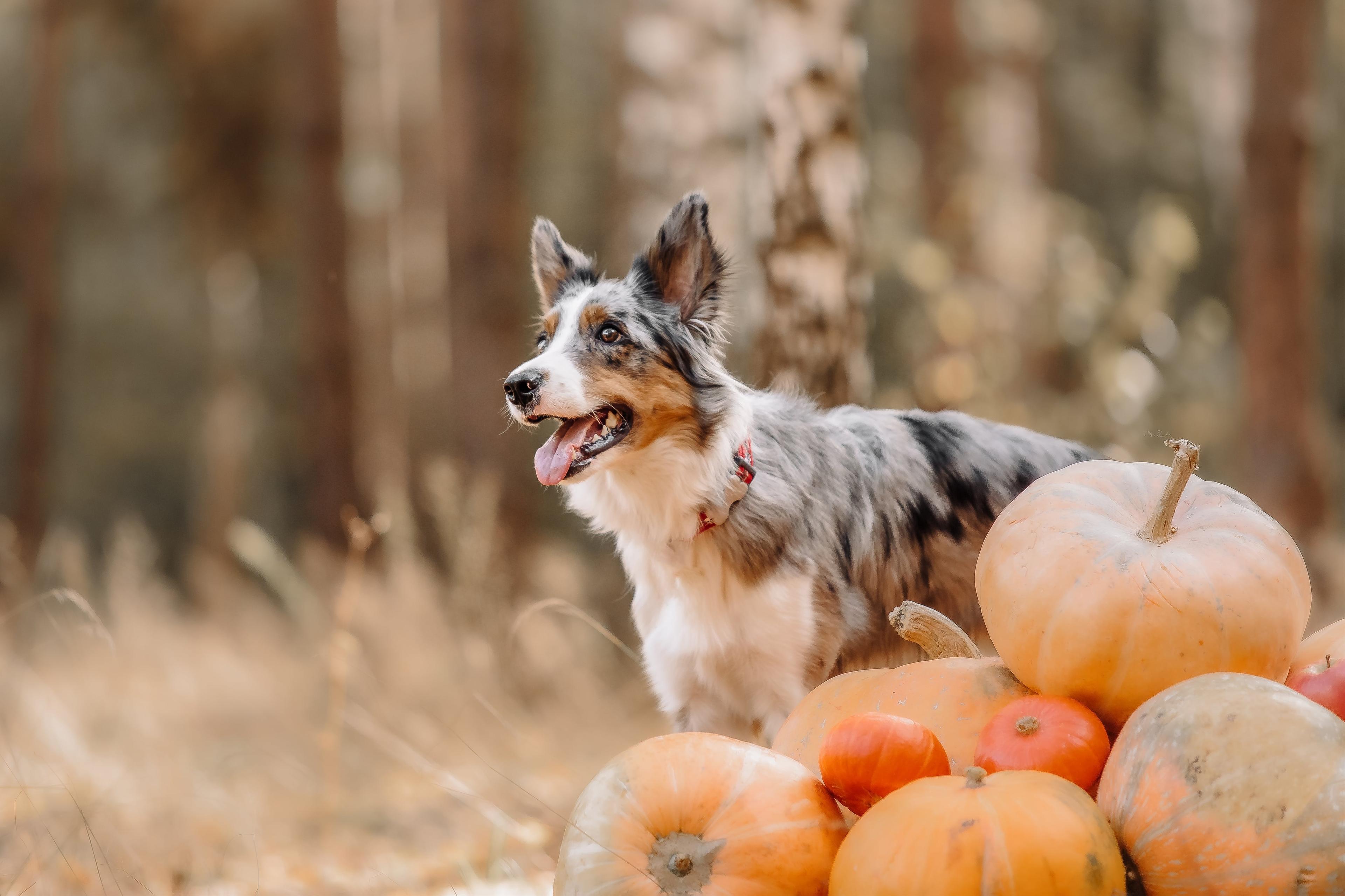 Pumpkin for Dogs: 5 Surprising Benefits