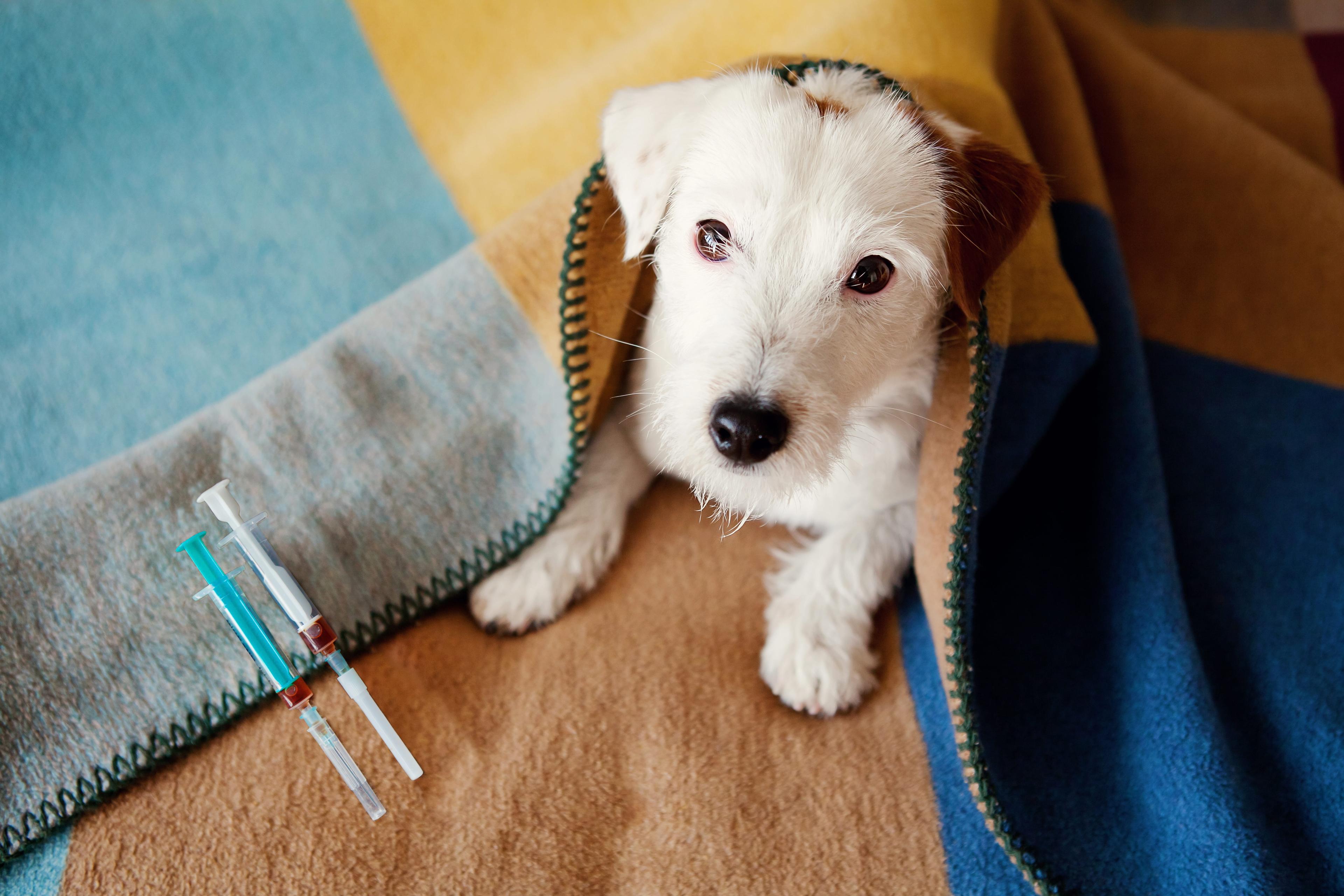 How Do Allergy Shots For Dogs Work?