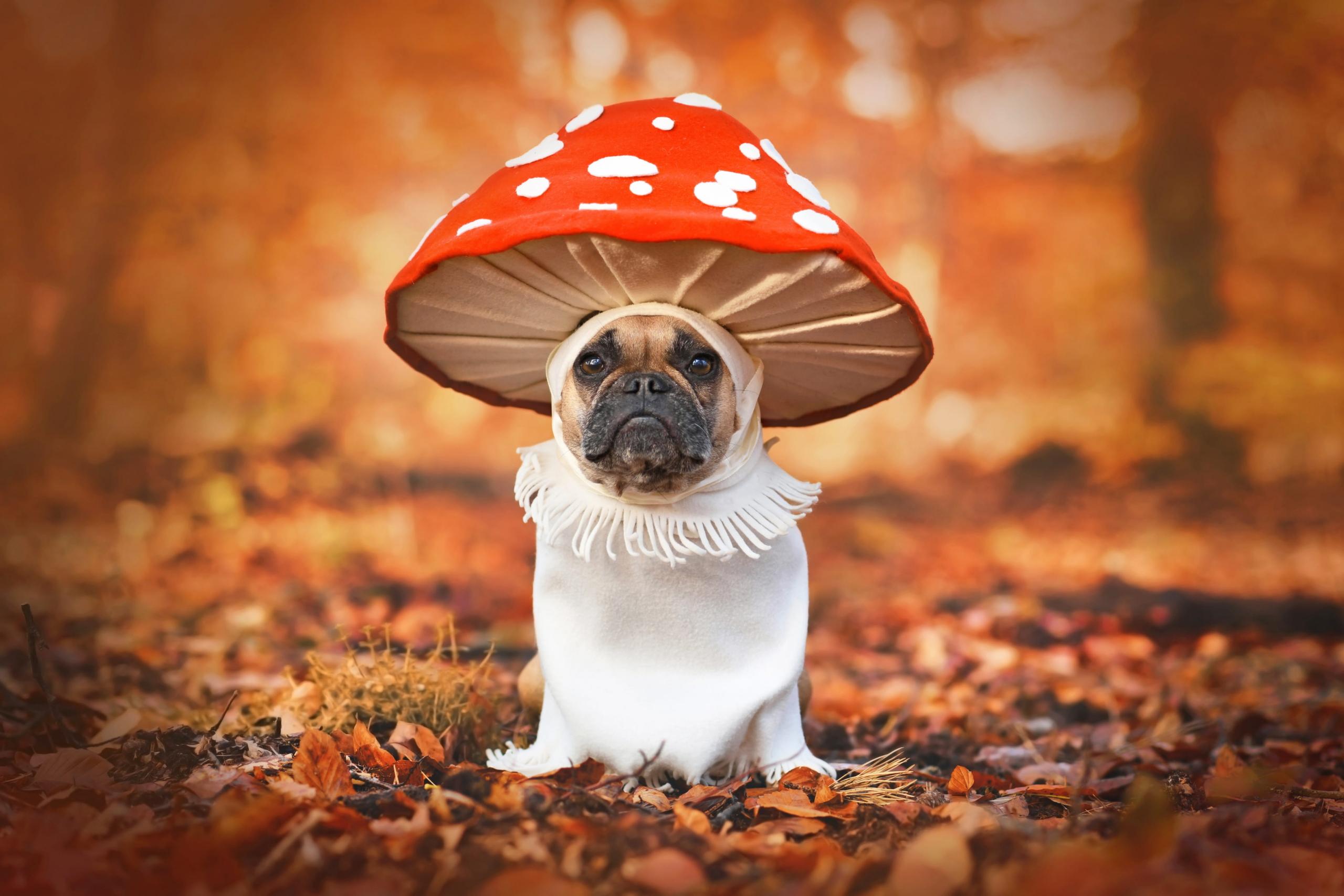 Mushroom for Dogs: 4 Key Benefits