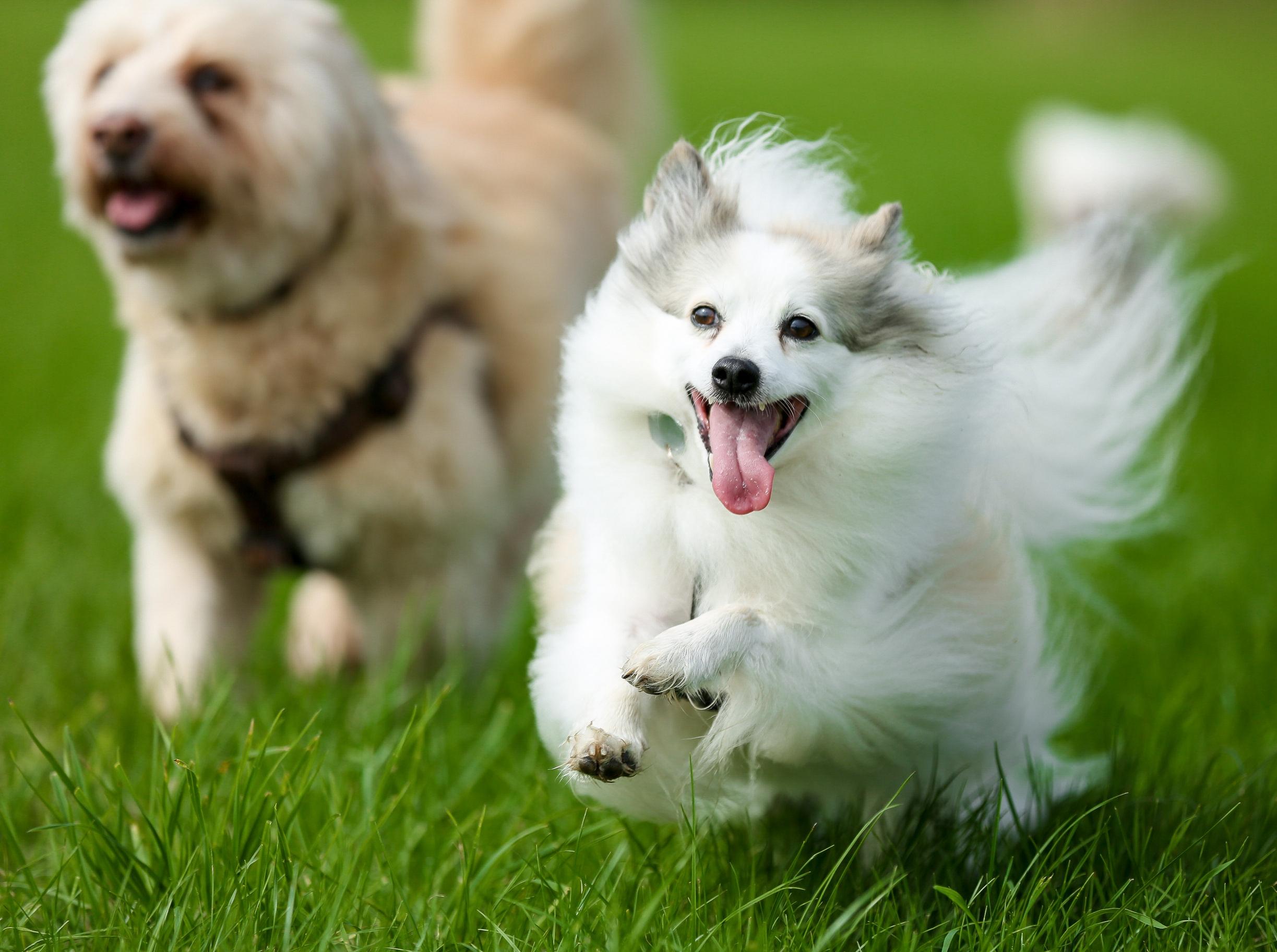 PetLabCo. Skin & Coat Reviews: What Customers Think