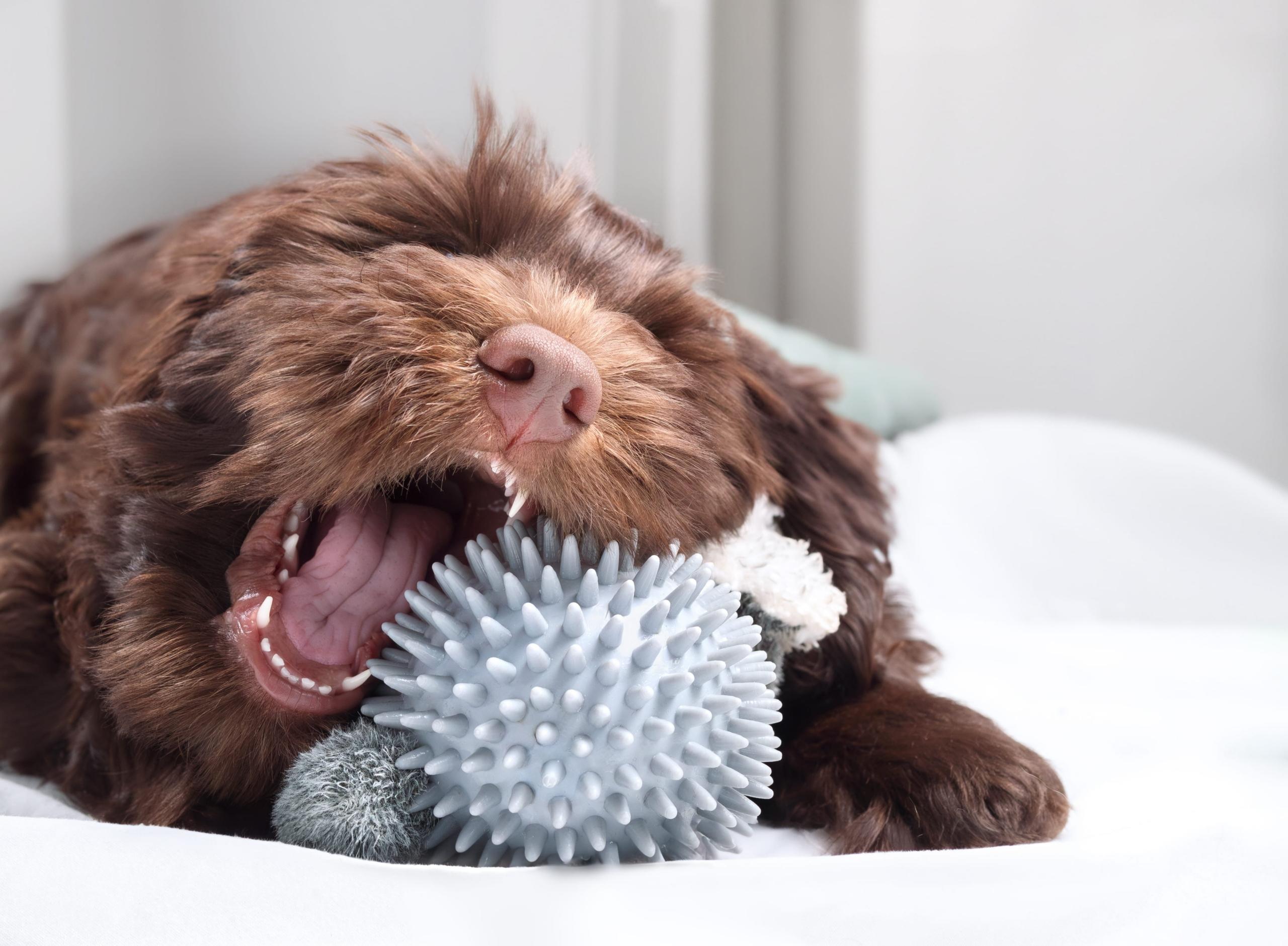 When Should I Start Dental Care For My Puppy?
