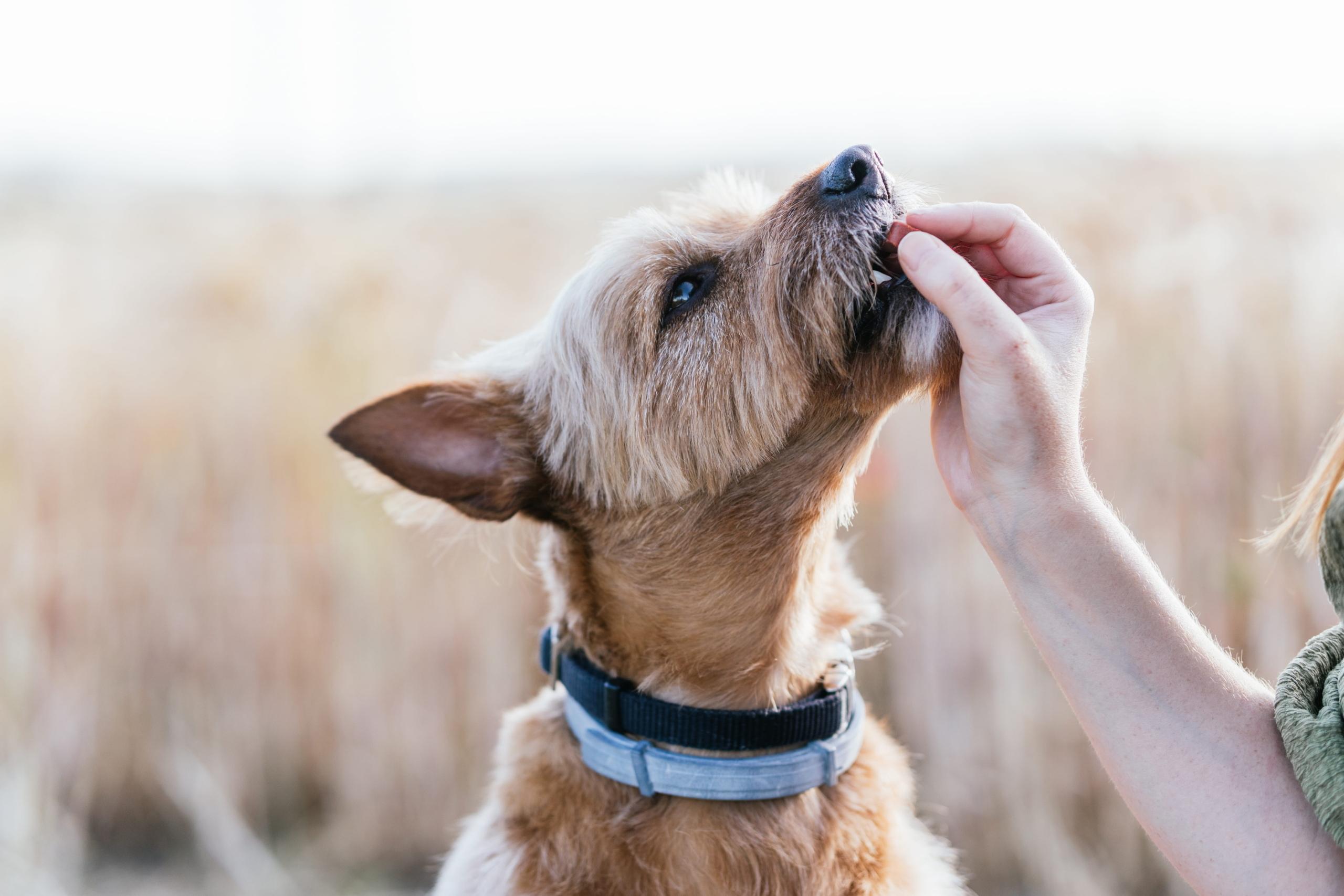 What Time of Day Should I Give My Dog Probiotics?