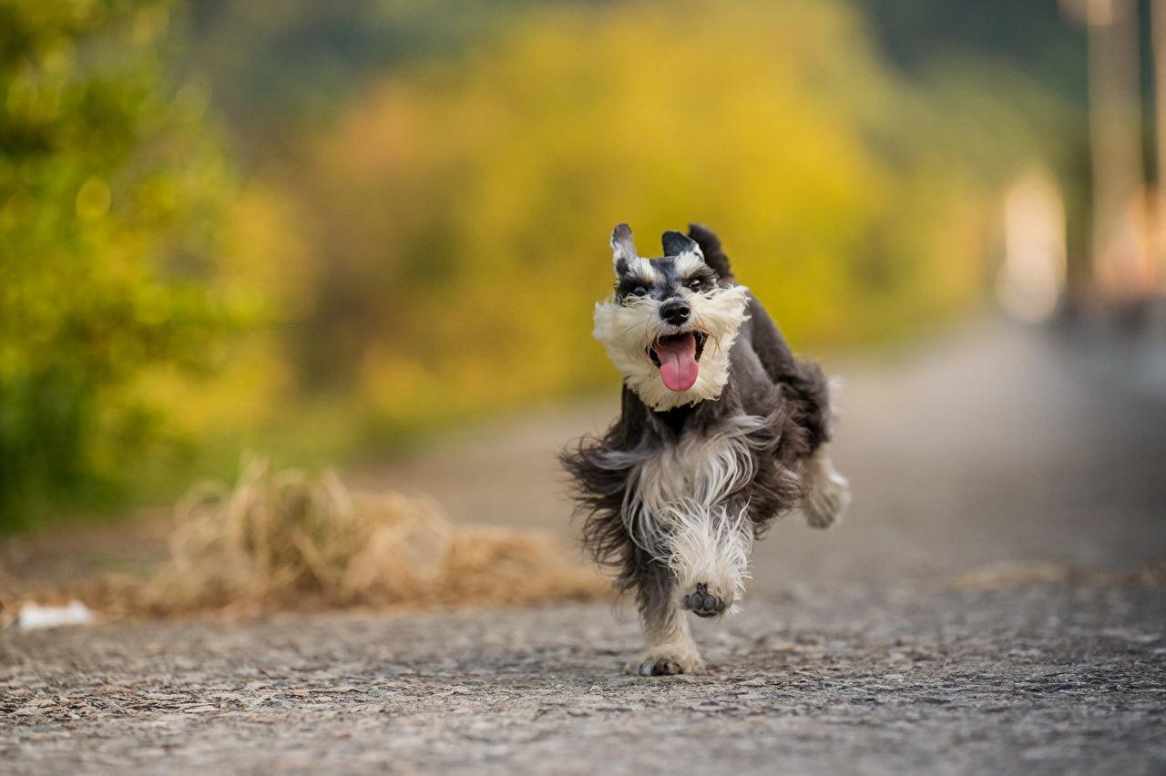 Does Your Dog Walk Like This? If So, Something Is Wrong!