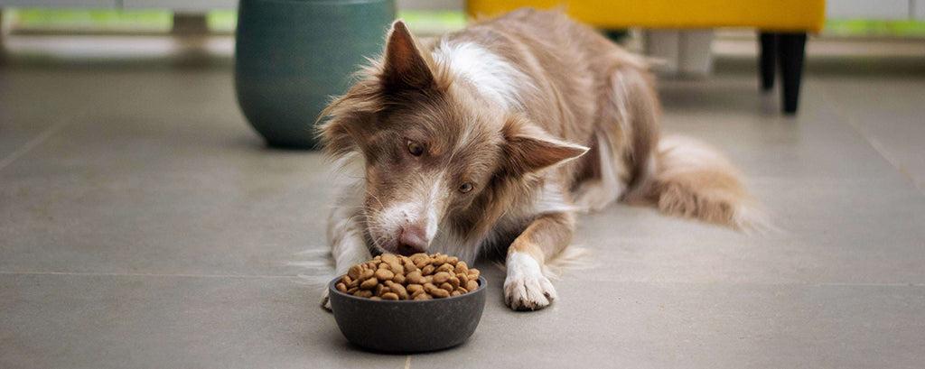 Nutrition for Dogs: A Vet-Reviewed Guide to Essential Nutrients, Calories & Healthy Feeding