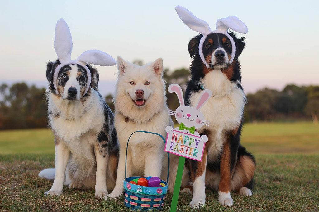 Easter & Dogs: How To Stay Safe