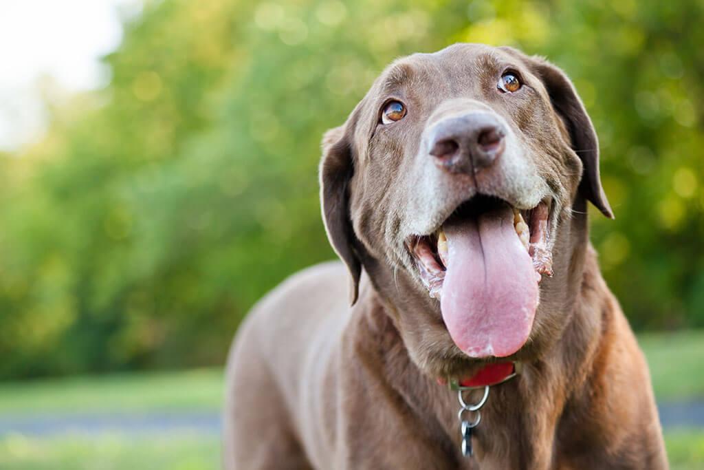 Why Do Dogs Pant? Everything You Need To Know!