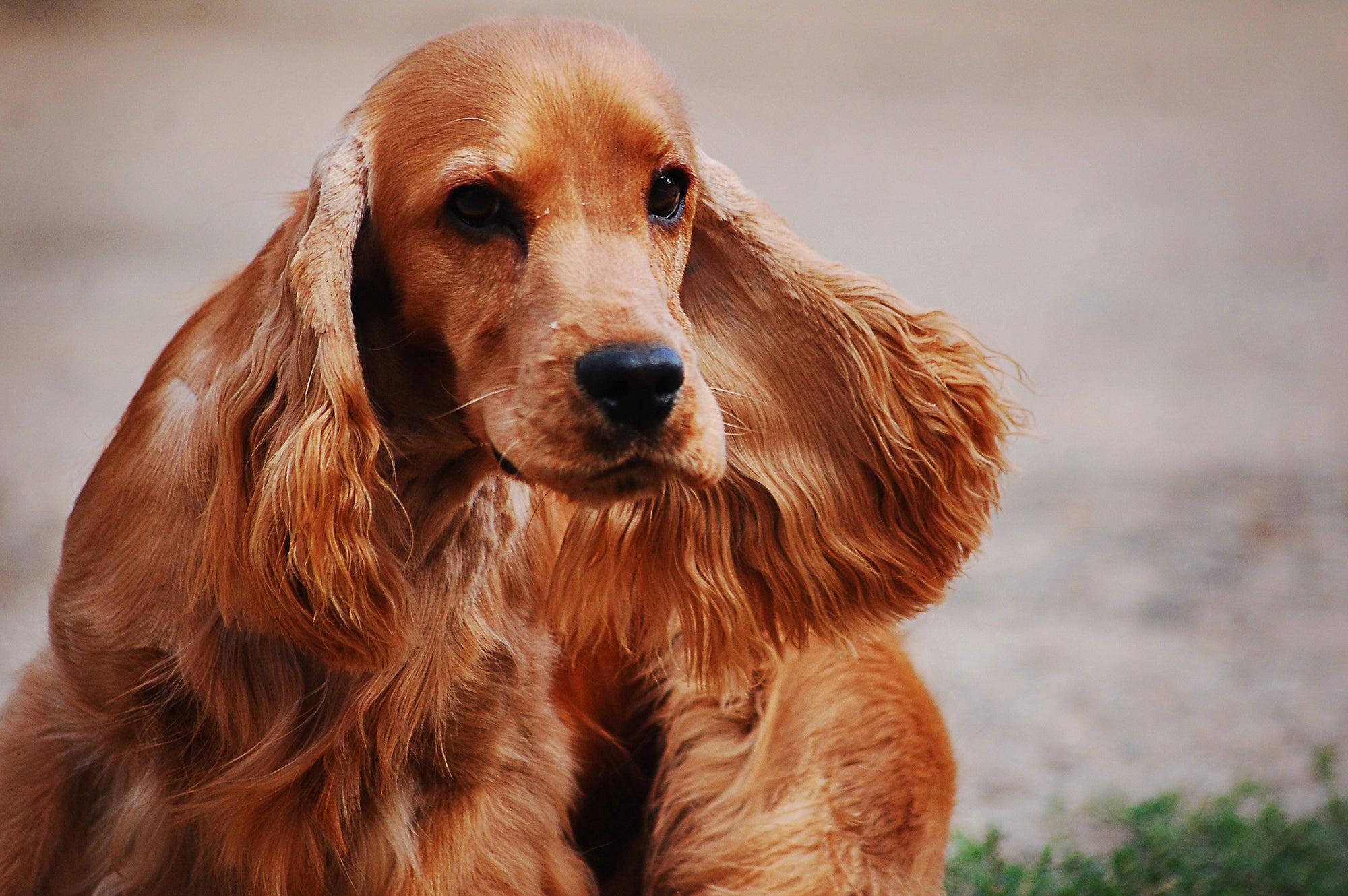 How To Help Dog Shedding