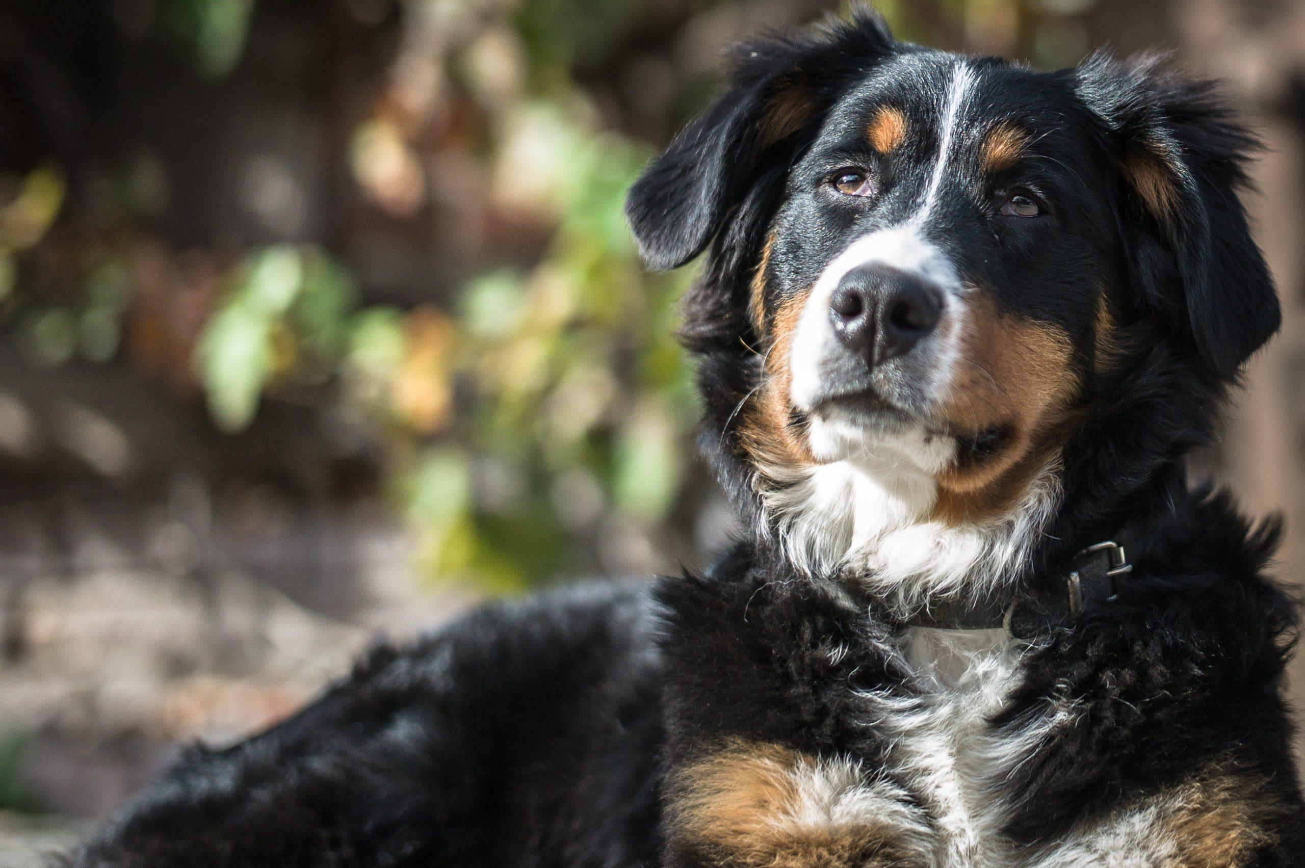 8 Heartbreaking Signs Of Aging In Dogs