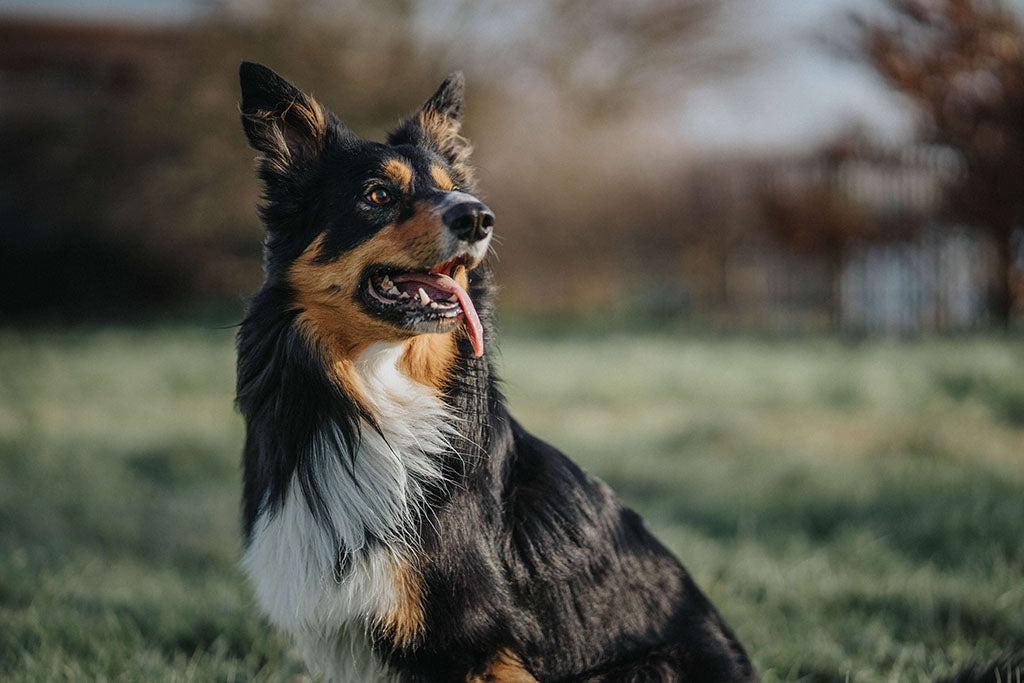 How To Clean Your Dog’s Teeth