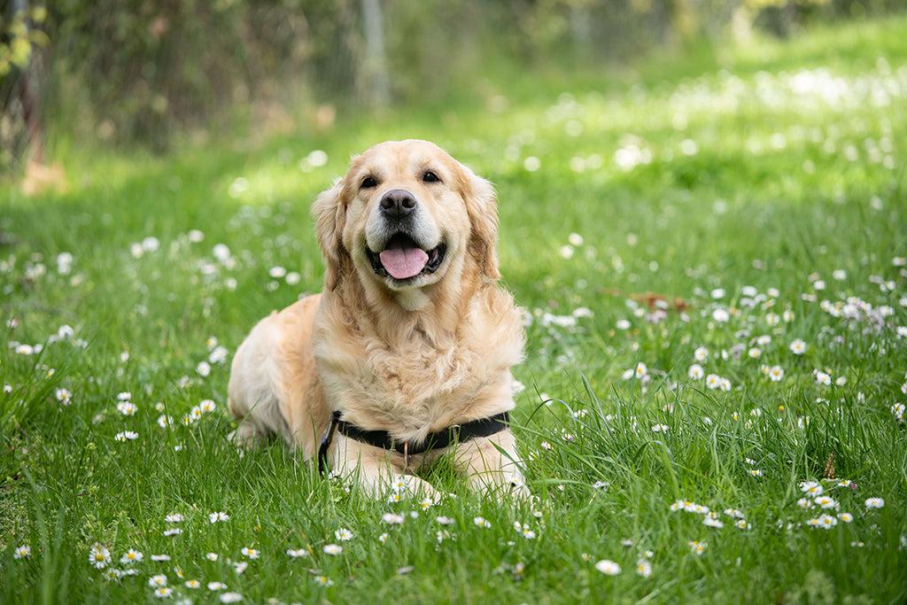 Dog Stung By Bee? Here’s What To Do