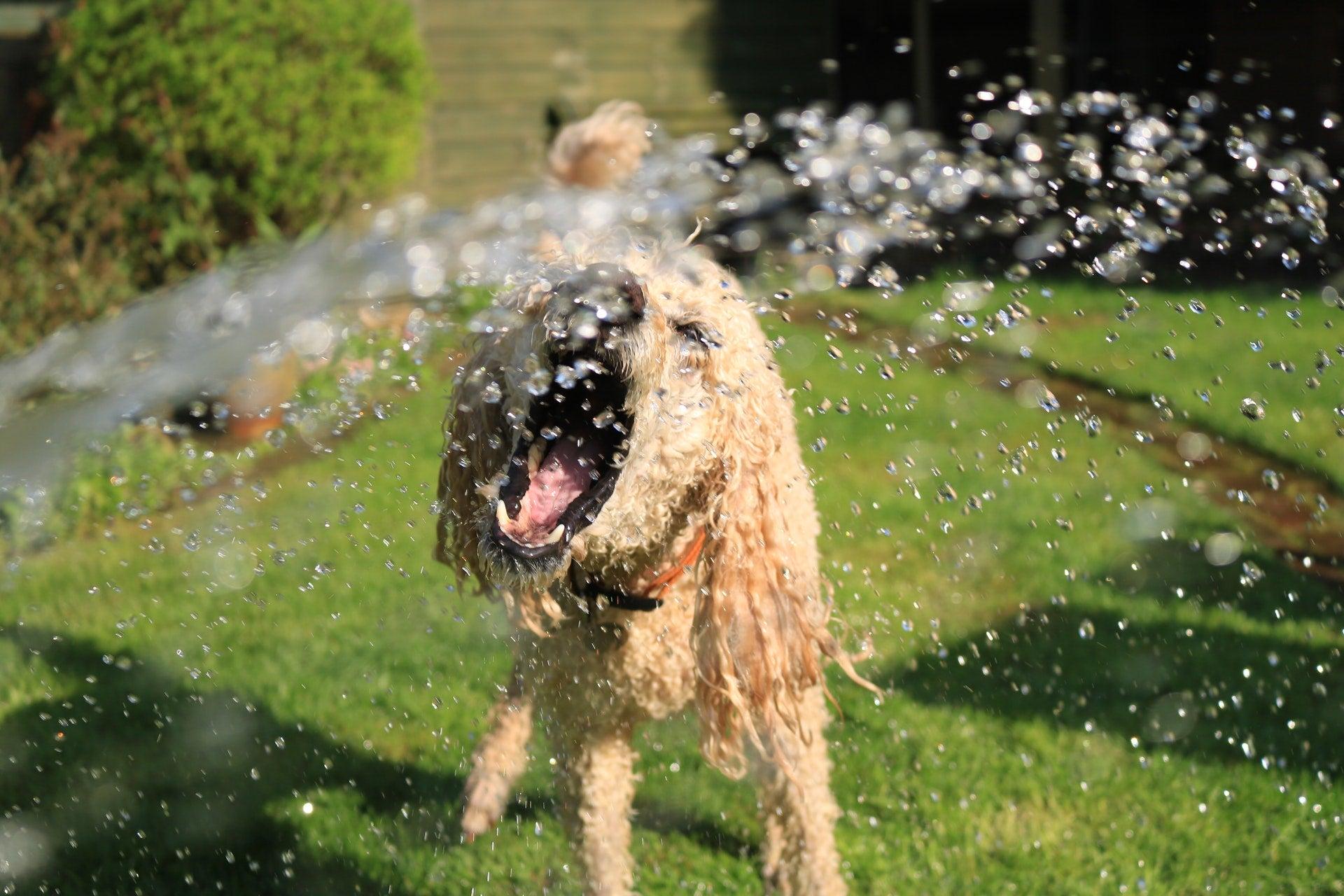Save Your Dog From Heatstroke With These 9 Handy Tips!