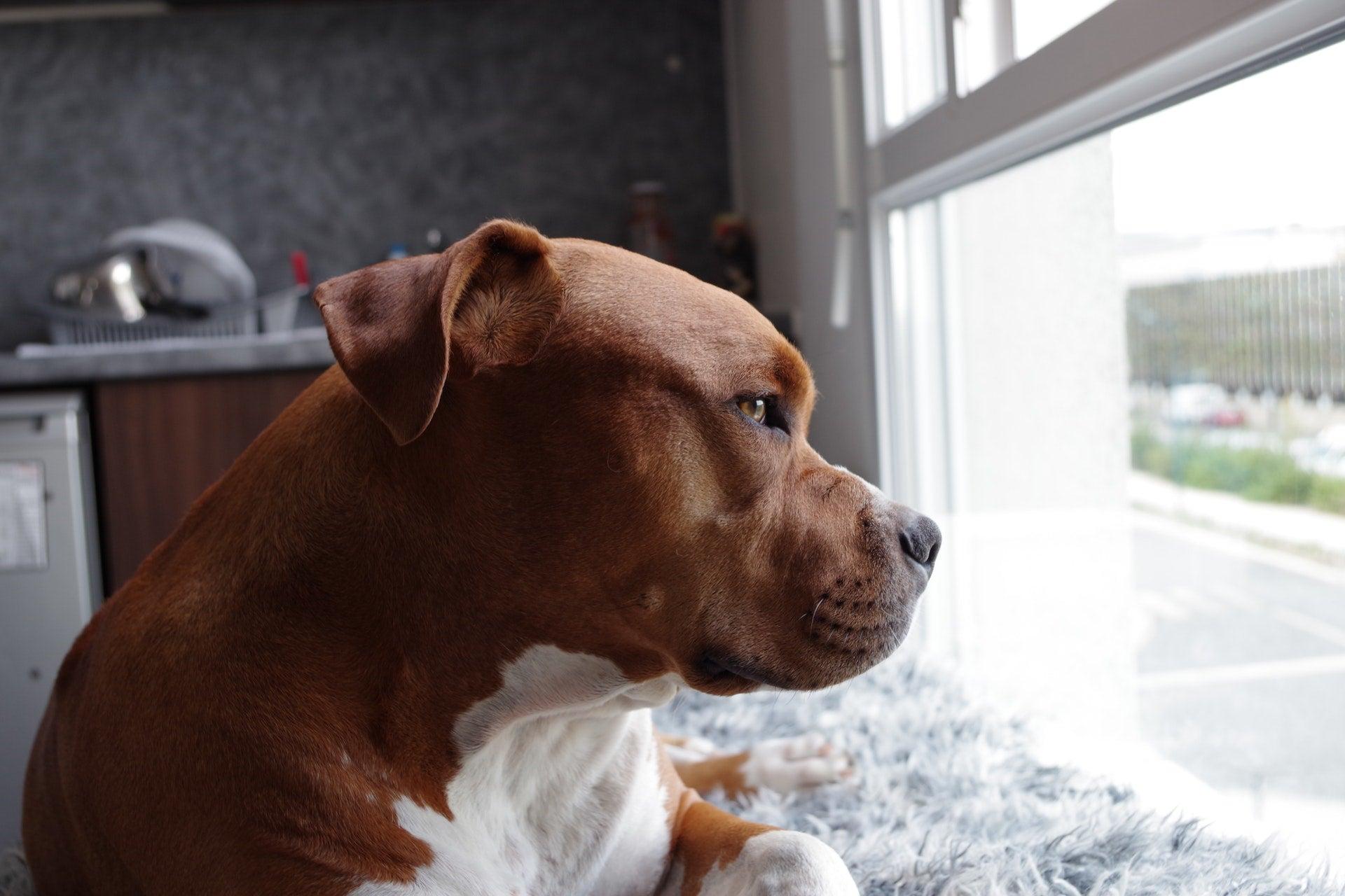 How To Deal With Separation Anxiety In Dogs
