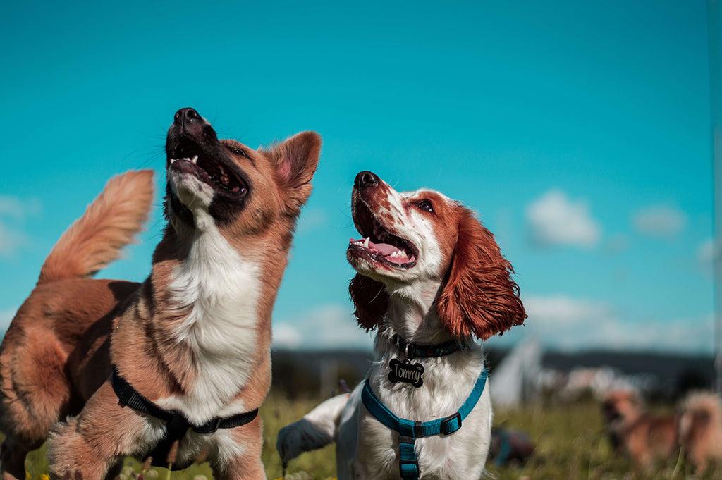 The 15 Most Trainable Dog Breeds