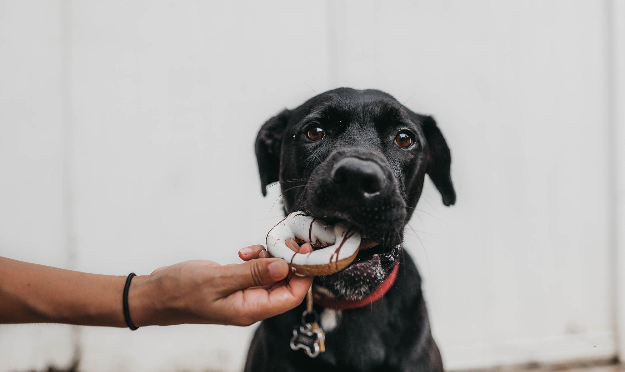 Dog Feeding Guide: What Food Should Dogs Eat?