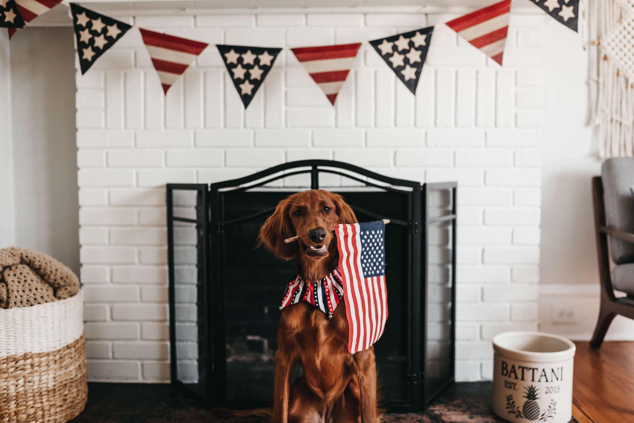 7 Tips To Calm Your Dog This 4th Of July